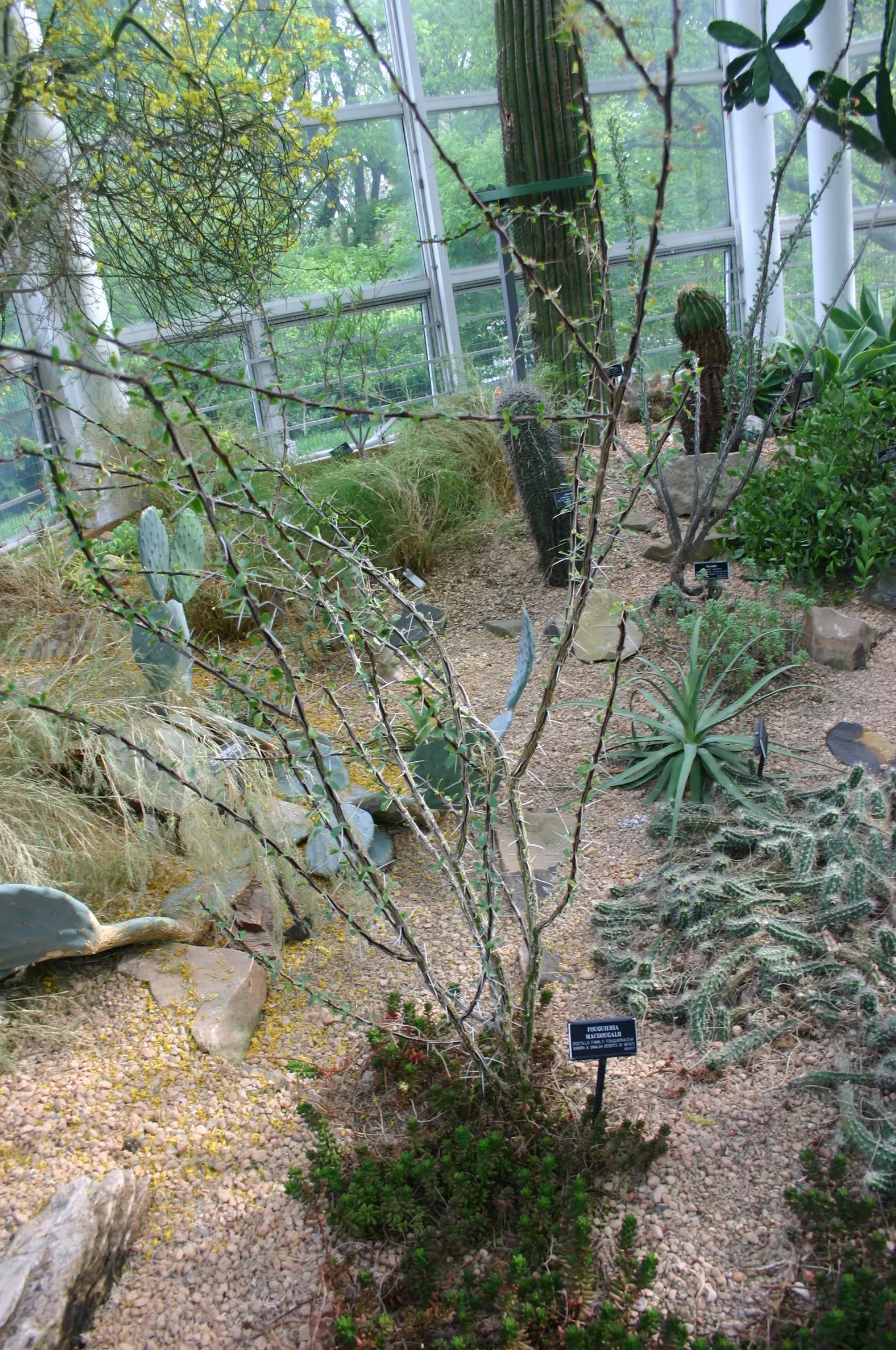 Mexican Tree Ocotillo Or Coach Whip (Fouquieria Macdougalii) — the appropriate space and exposure are key to ensure the Ocotillo's health and structural