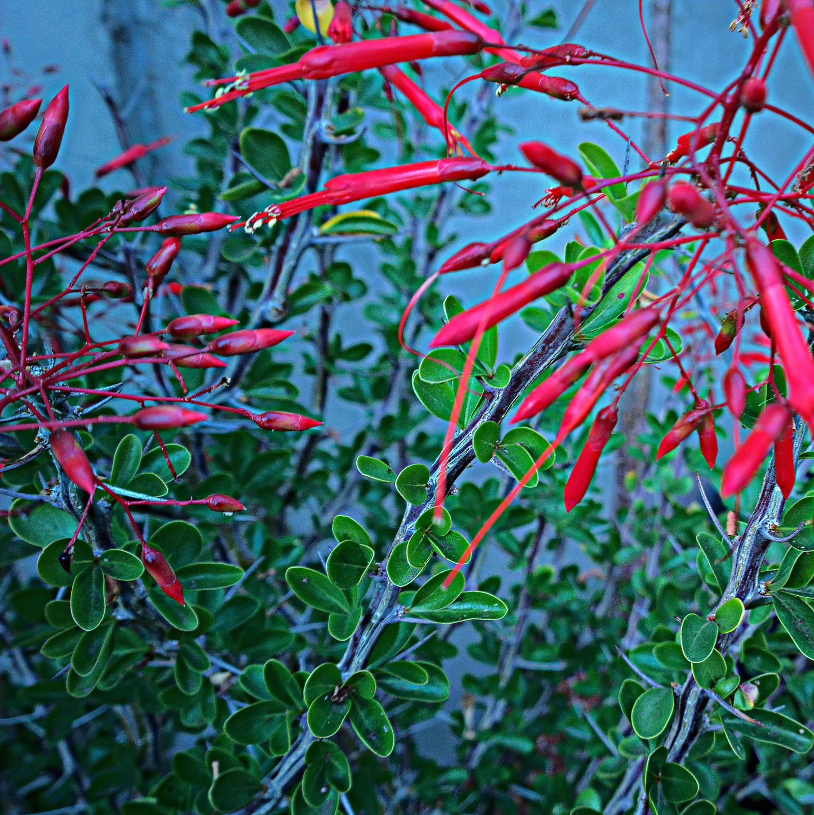 Mexican Tree Ocotillo Or Coach Whip (Fouquieria Macdougalii) — creating a spectacle of fiery red against the desert hues