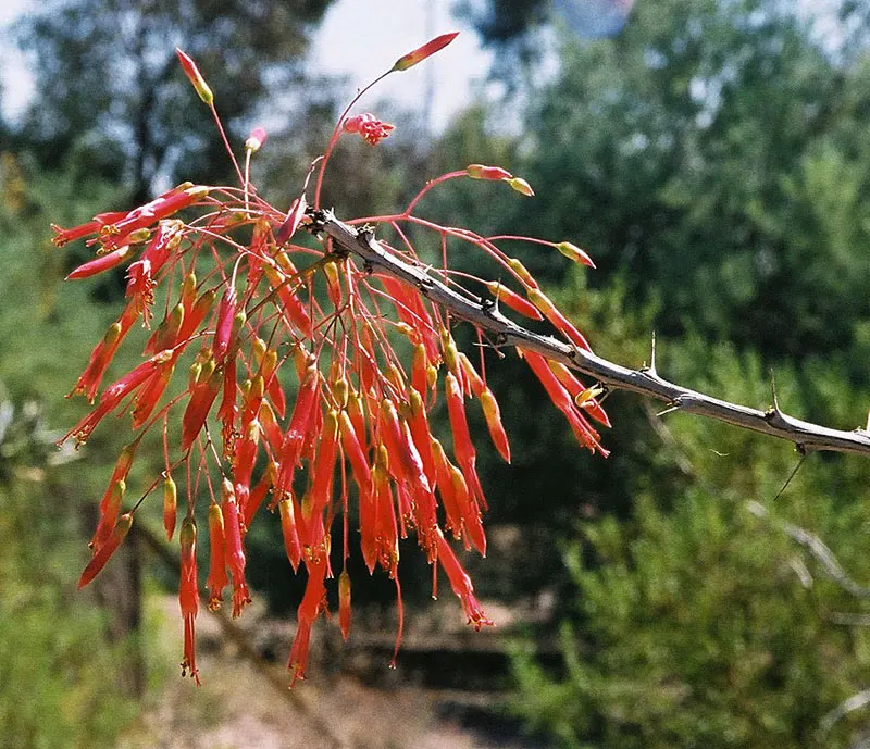 Mexican Tree Ocotillo Or Coach Whip (Fouquieria Macdougalii) — This resilient species is hardy down to approximately 10 degrees Fahrenheit