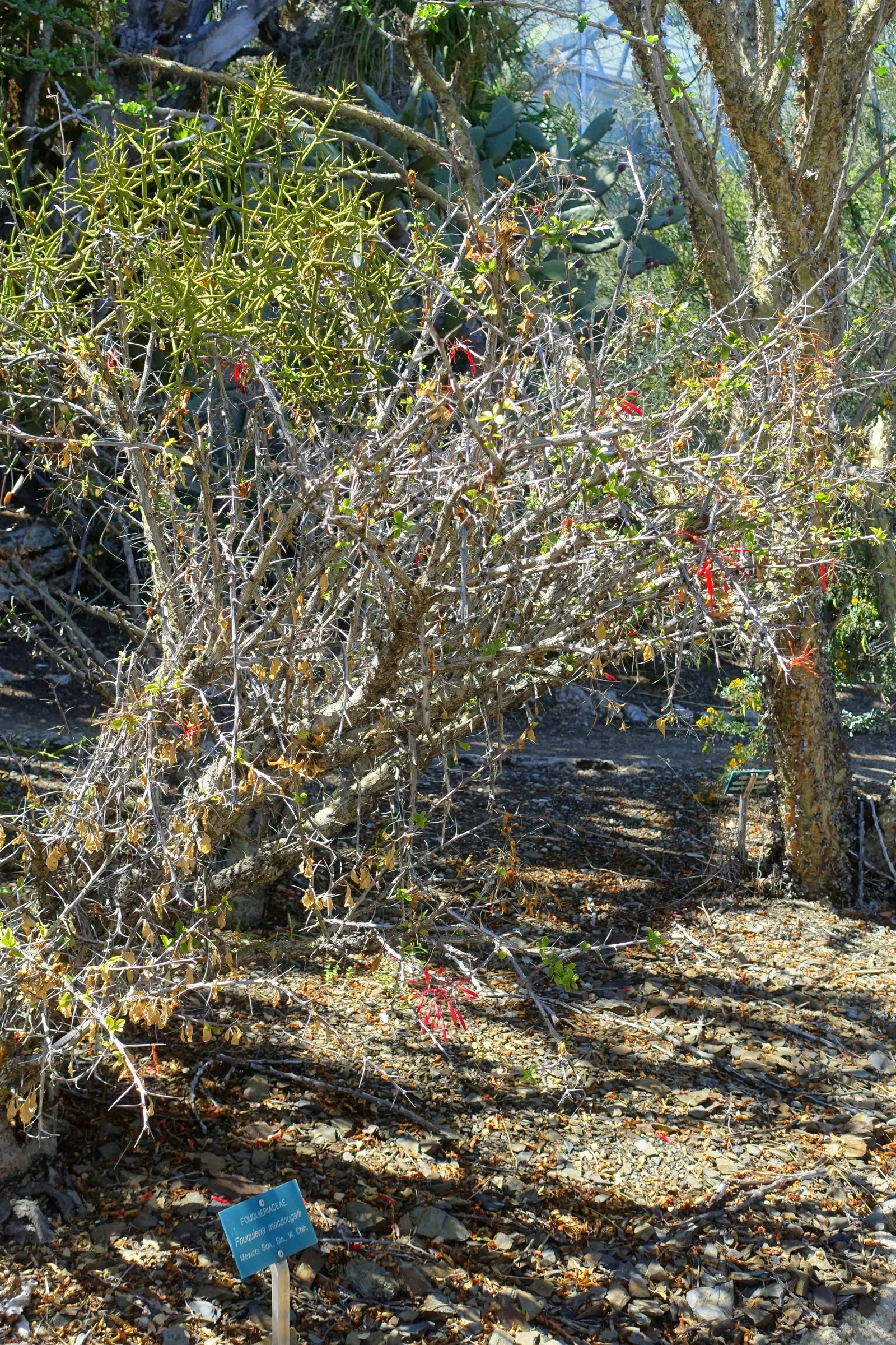 Mexican Tree Ocotillo Or Coach Whip (Fouquieria Macdougalii) — Noteworthy for its drought-tolerance and alluring blooms