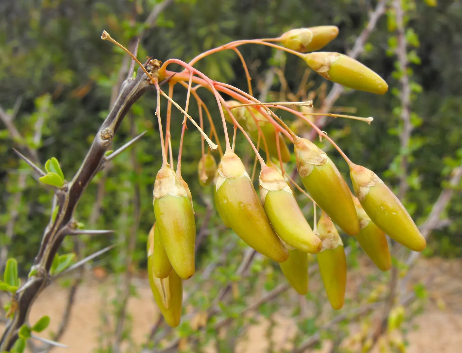 Mexican Tree Ocotillo Or Coach Whip (Fouquieria Macdougalii) — commonly referred to as the Mexican Tree Ocotillo or Coach Whip