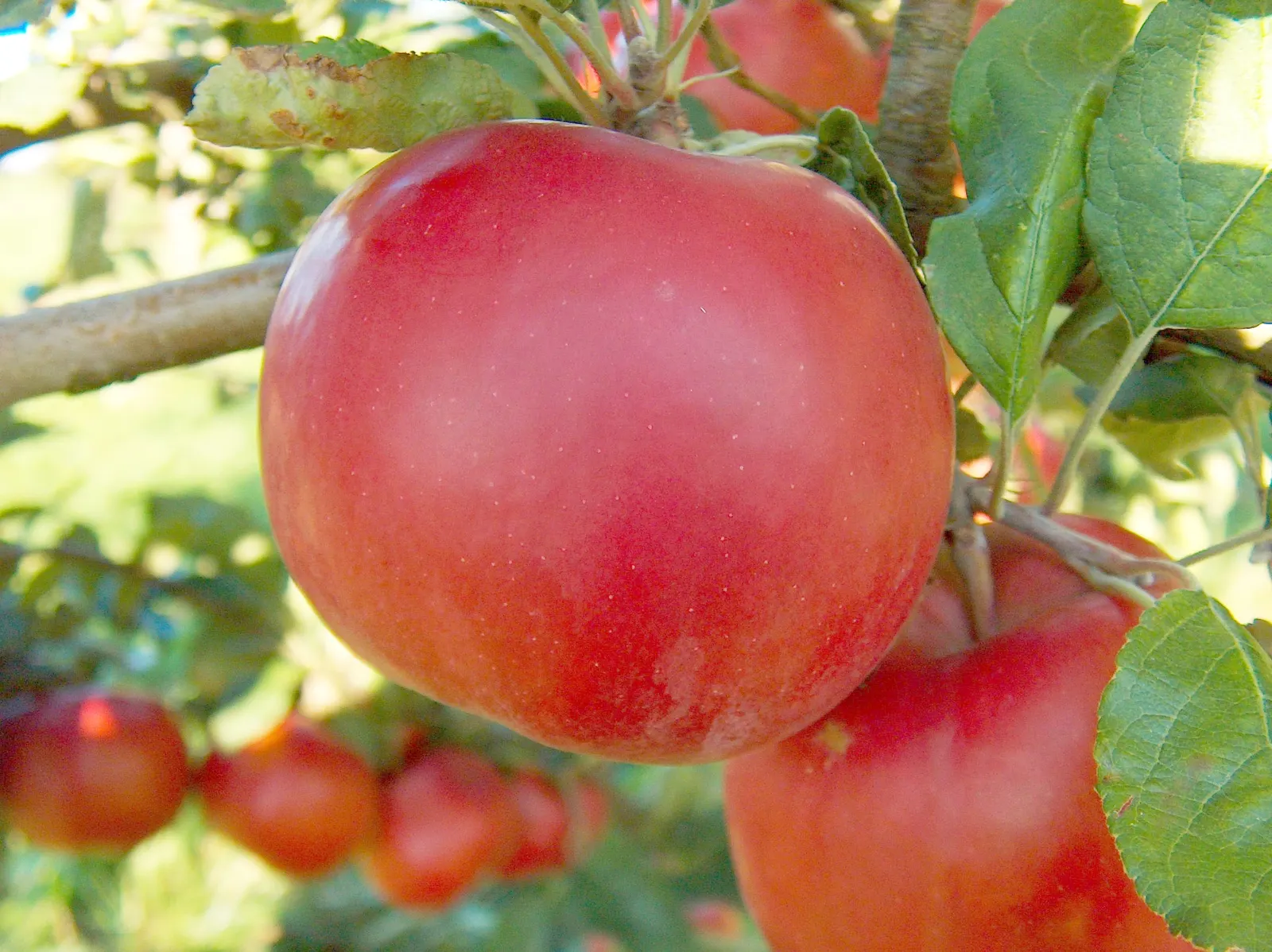 Mcintosh Apple (Malus Pumila 'Mcintosh') — Cold-hardy, yet requires chill hours, making it suitable for USDA zones 4-8
