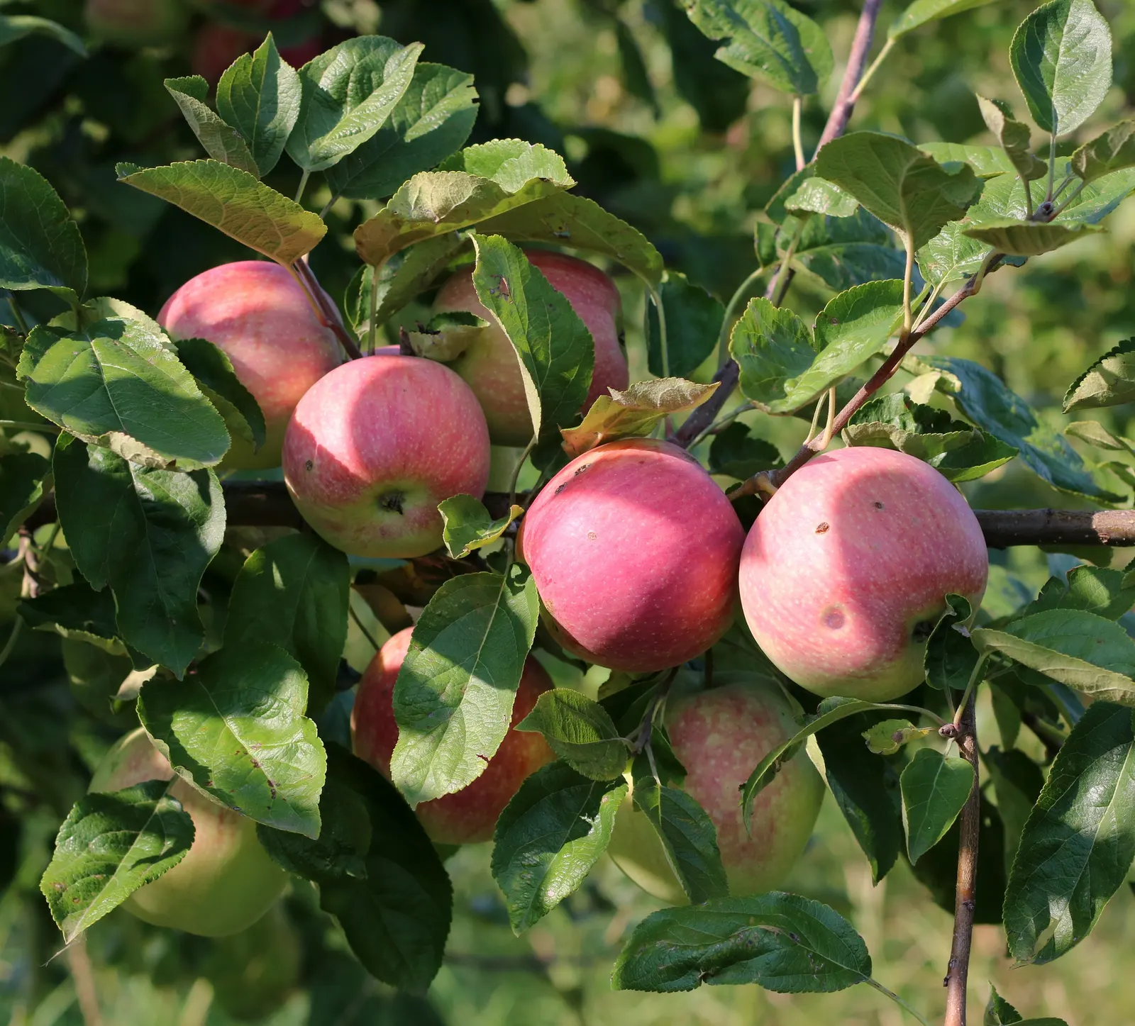 Mcintosh Apple (Malus Pumila 'Mcintosh') — tangy-sweet apples with red-striped green skin