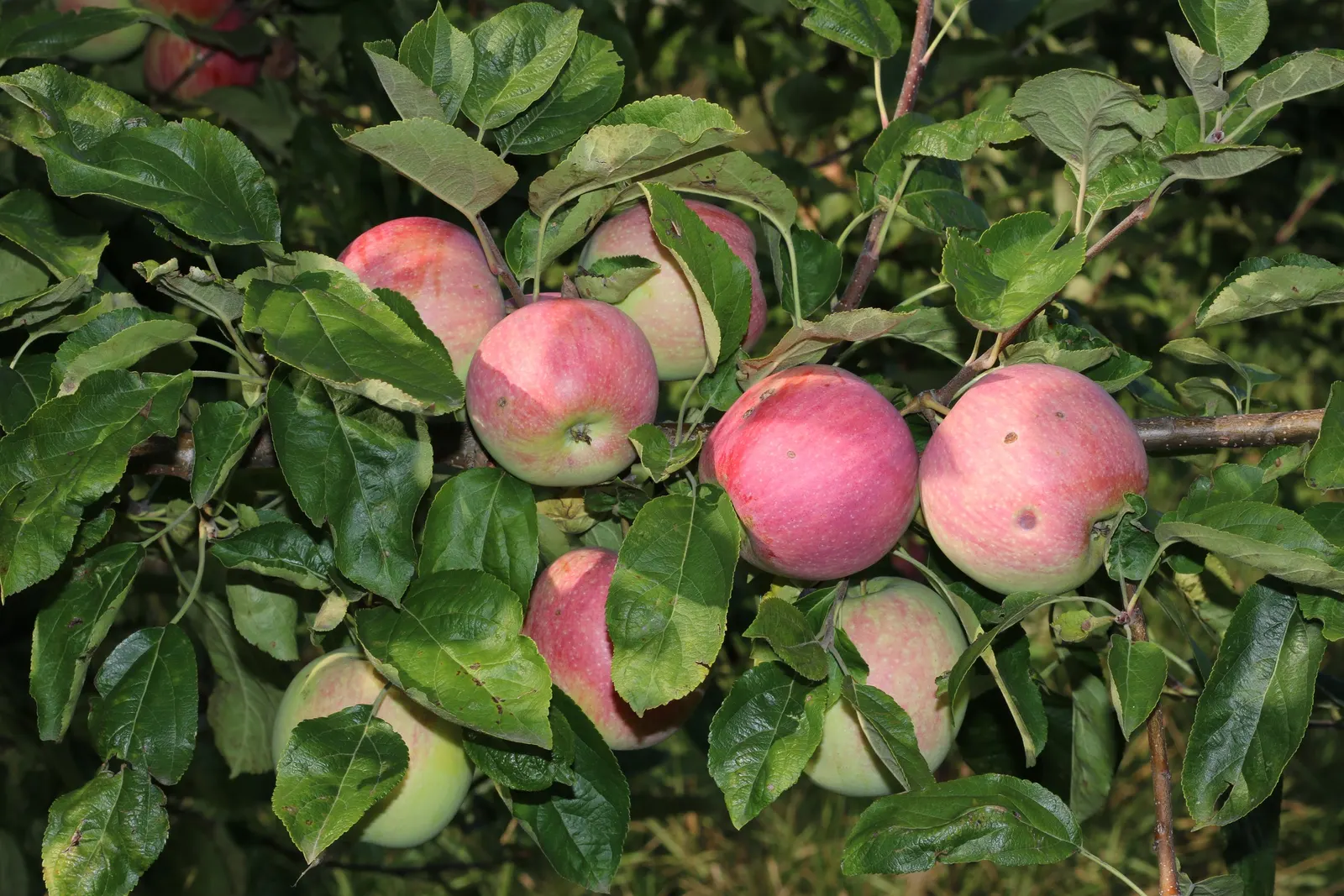 Mcintosh Apple (Malus Pumila 'Mcintosh') — renowned for its aromatic