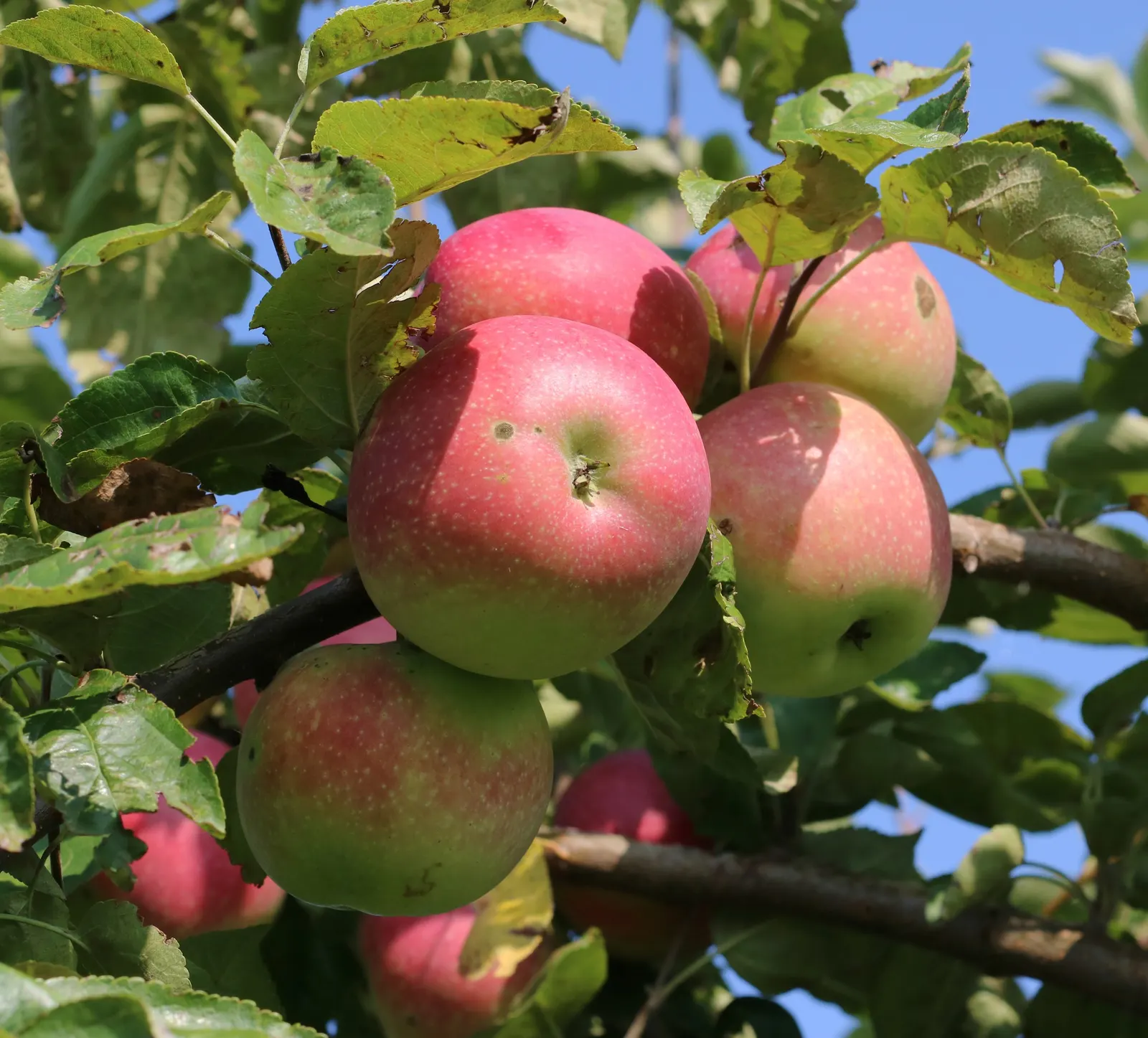 Mcintosh Apple (Malus Pumila 'Mcintosh') — Malus pumila 'McIntosh' is a deciduous tree
