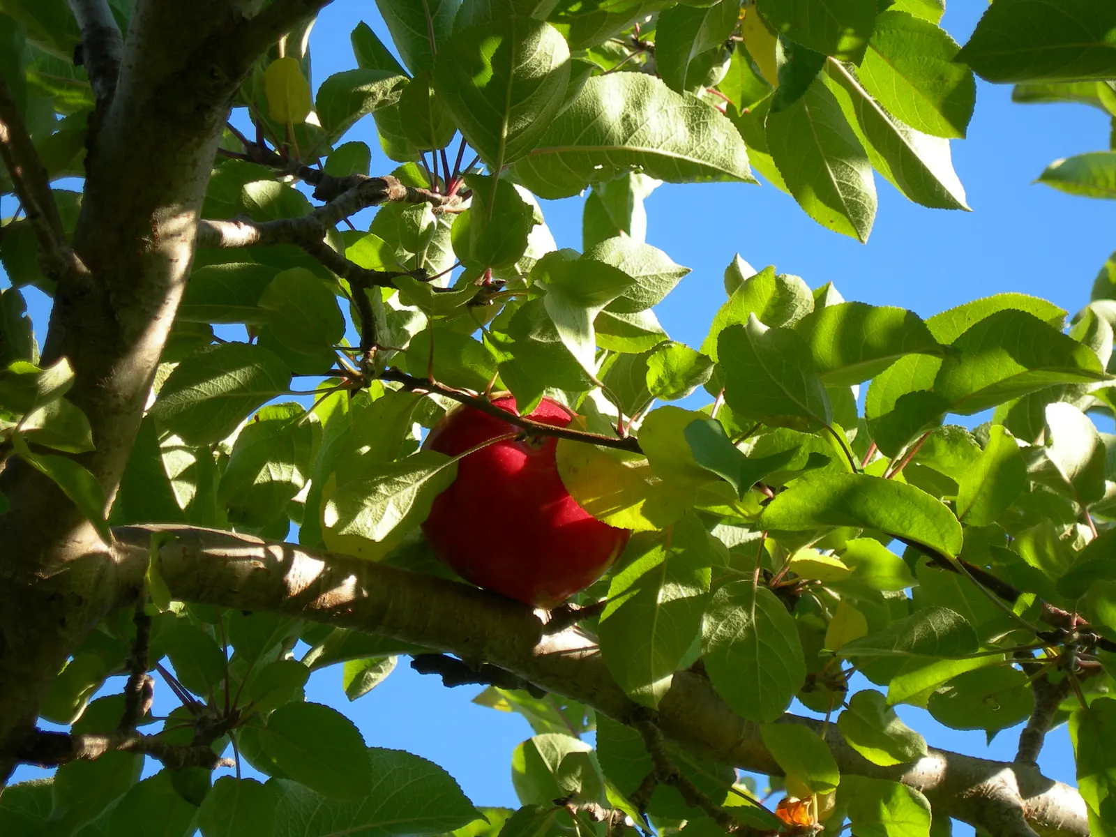 Mcintosh Apple (Malus Pumila 'Mcintosh') — Prefers well-drained soil, full sun, and benefits from pruning