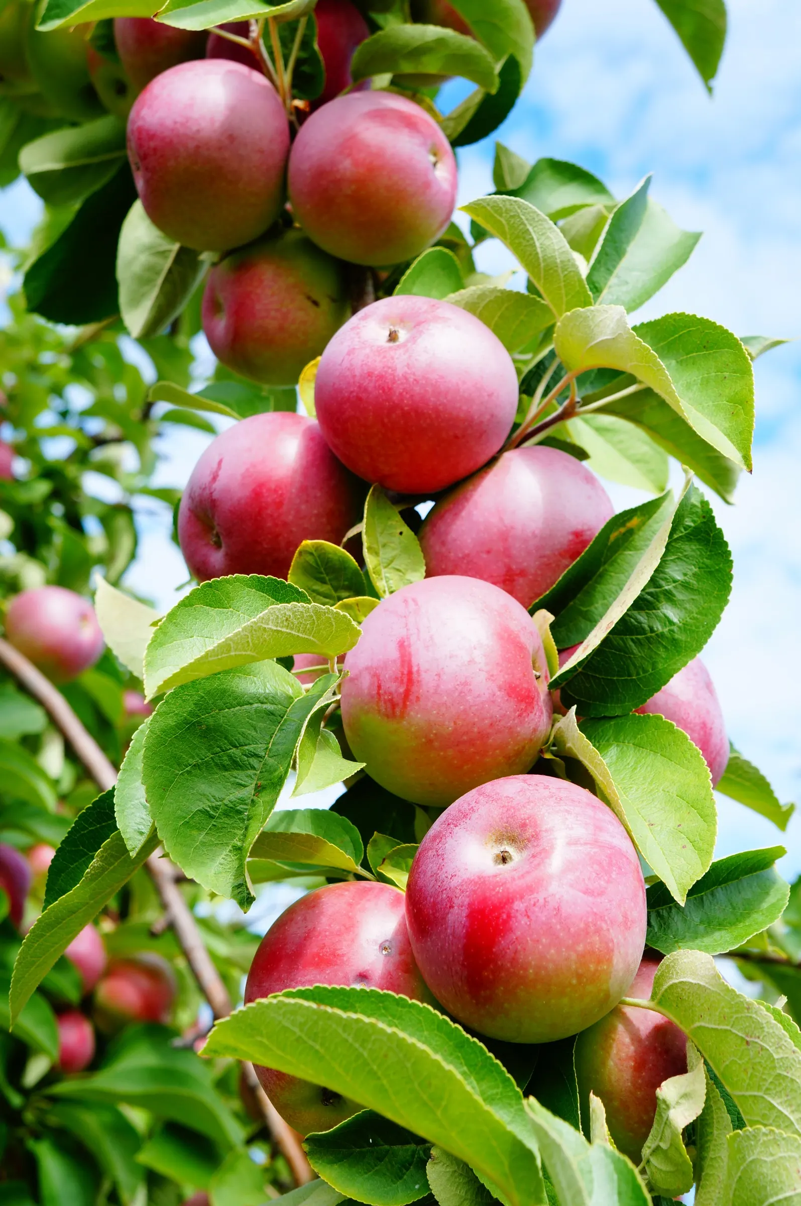 Mcintosh Apple (Malus Pumila 'Mcintosh') — It reaches 15-20 ft in height and spreads 12-15 ft