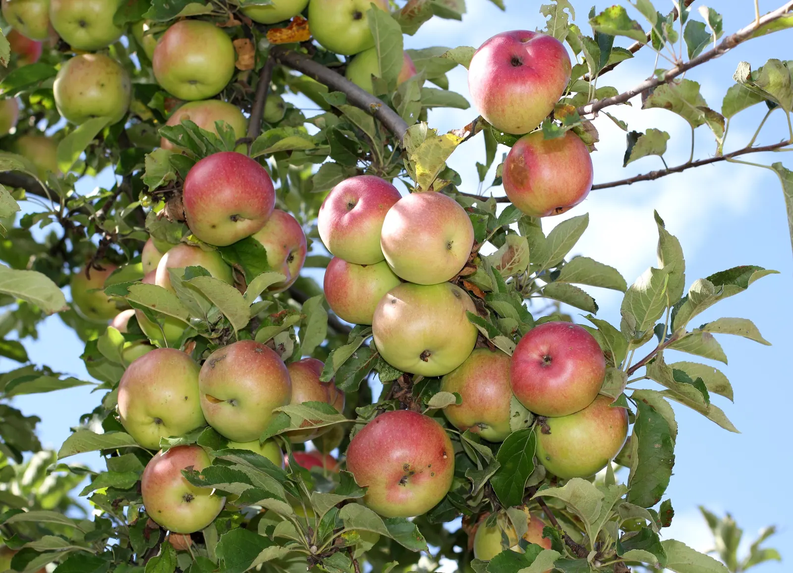Mcintosh Apple (Malus Pumila 'Mcintosh') — Blooms mid-spring with delicate white flowers, enhancing pollination for nearby varieties