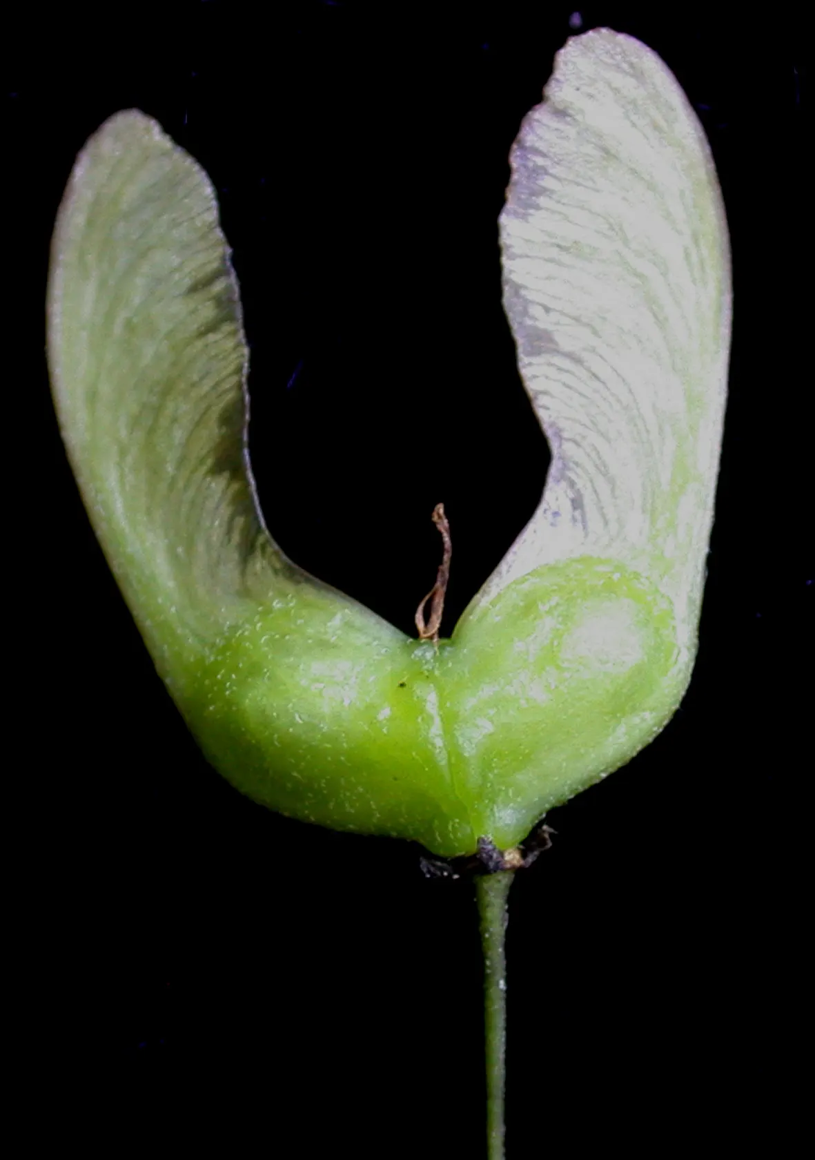 Mountain Maple (Acer Spicatum) — bright green foliage emerges