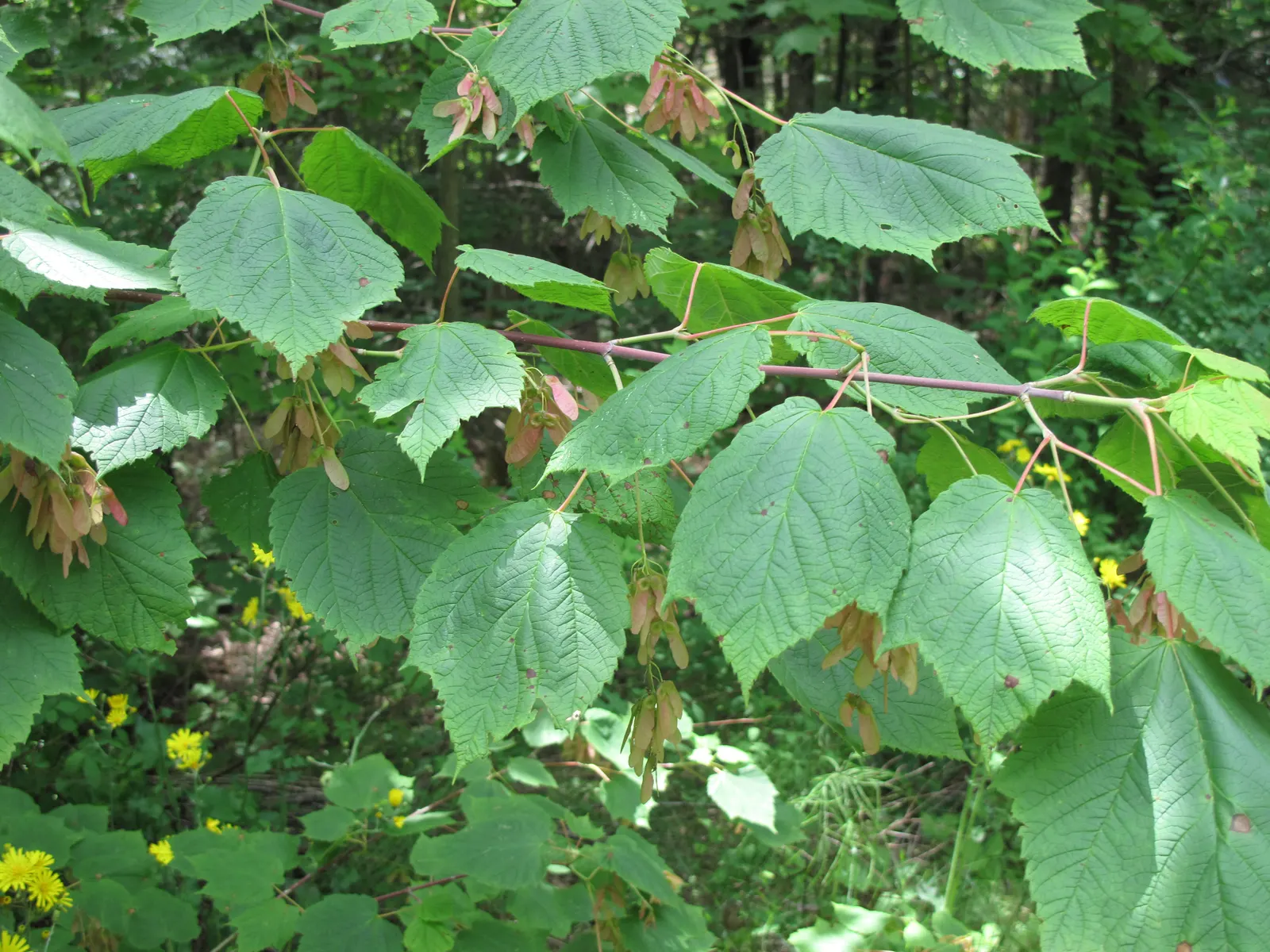 Mountain Maple (Acer Spicatum) — developing into winged seeds