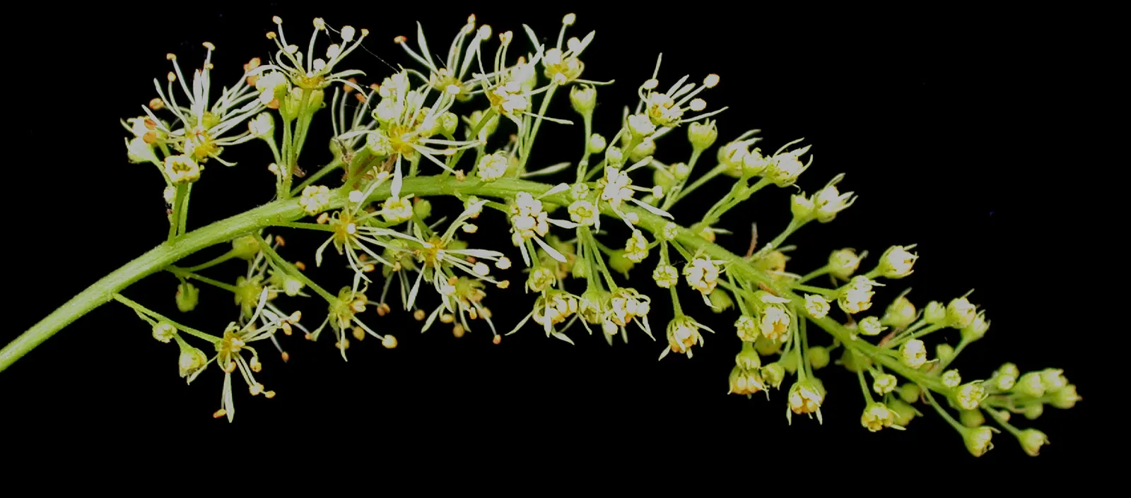 Mountain Maple (Acer Spicatum) — developing into winged seeds; attractive clusters of greenish-yellow flowers dangle from the branches