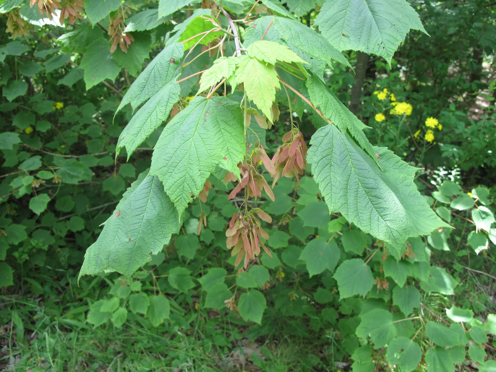 Mountain Maple (Acer Spicatum) — spanning 2 to 5 inches in length; acer spicatum, known as Mountain Maple, is a small deciduous tree native to North America