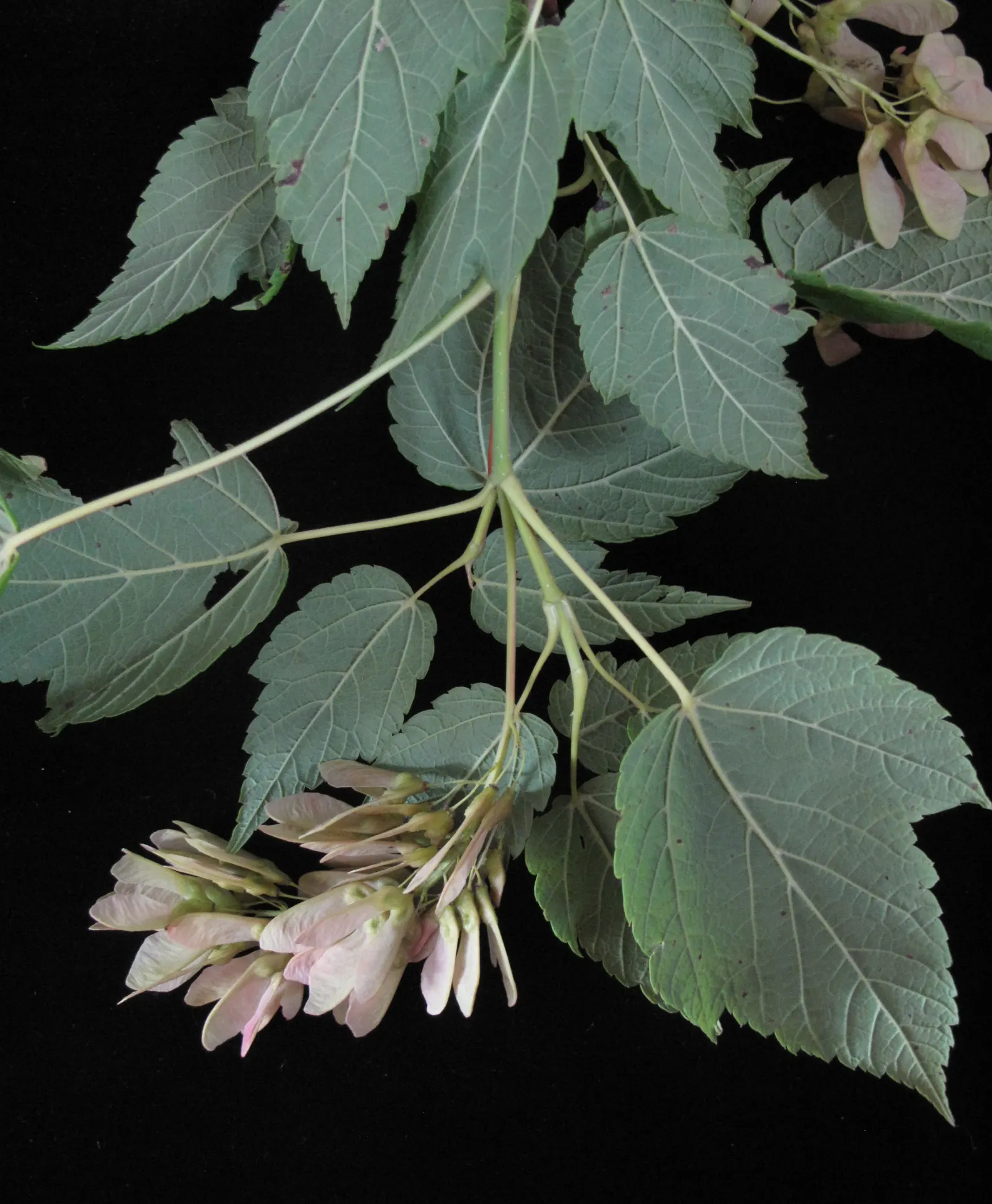 Mountain Maple (Acer Spicatum) — They are hardy in USDA zones 3 to 7 and are relatively low maintenance, requiring minimal pruning