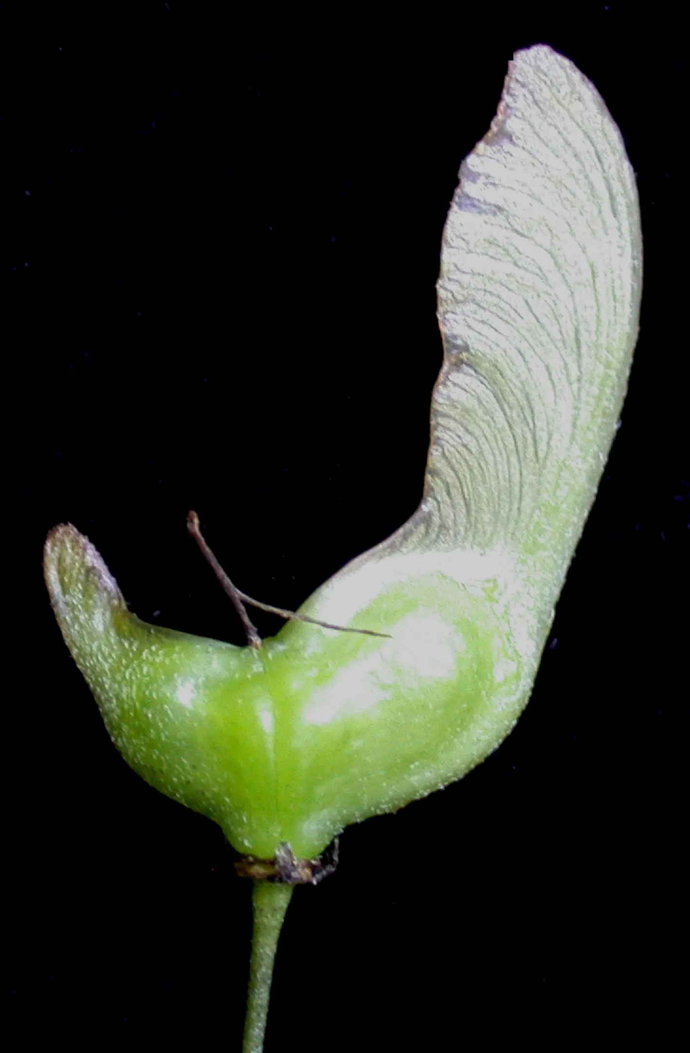 Mountain Maple (Acer Spicatum) — This species tolerates a variety of soil types; it prefers partial shade and well-drained soils