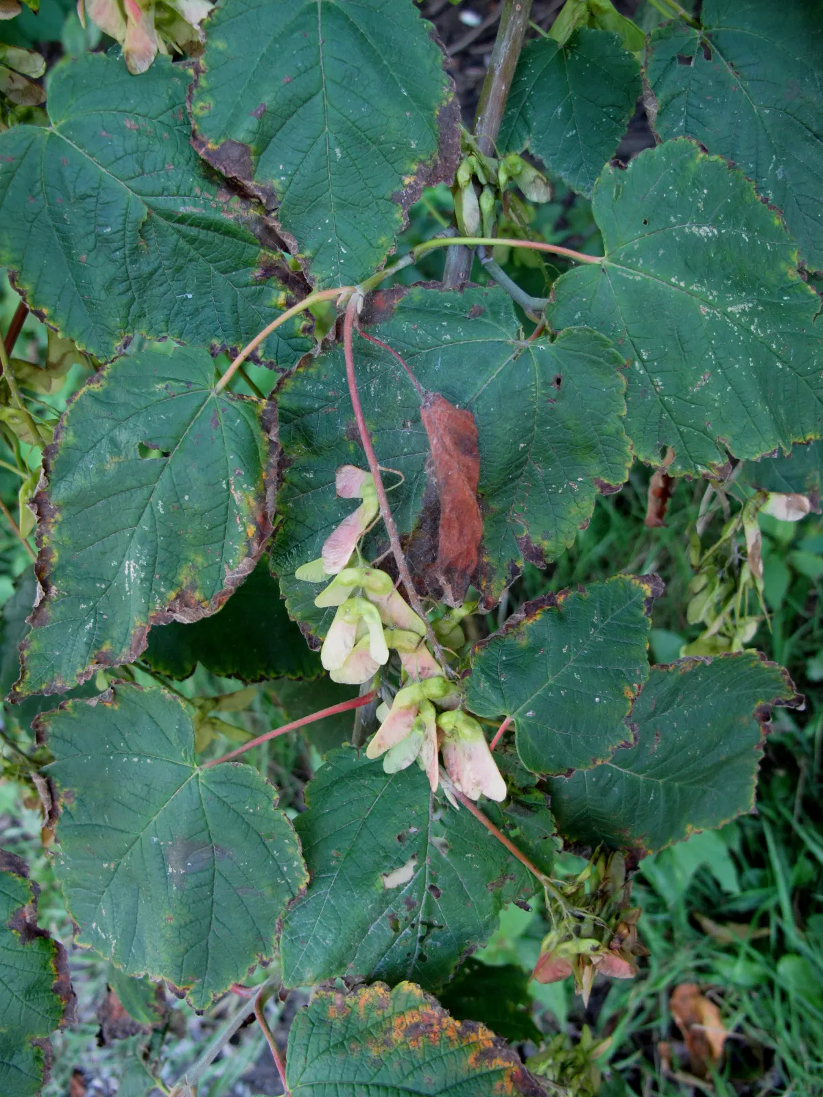 Mountain Maple (Acer Spicatum) — but consistent moisture will ensure optimal growth and appearance