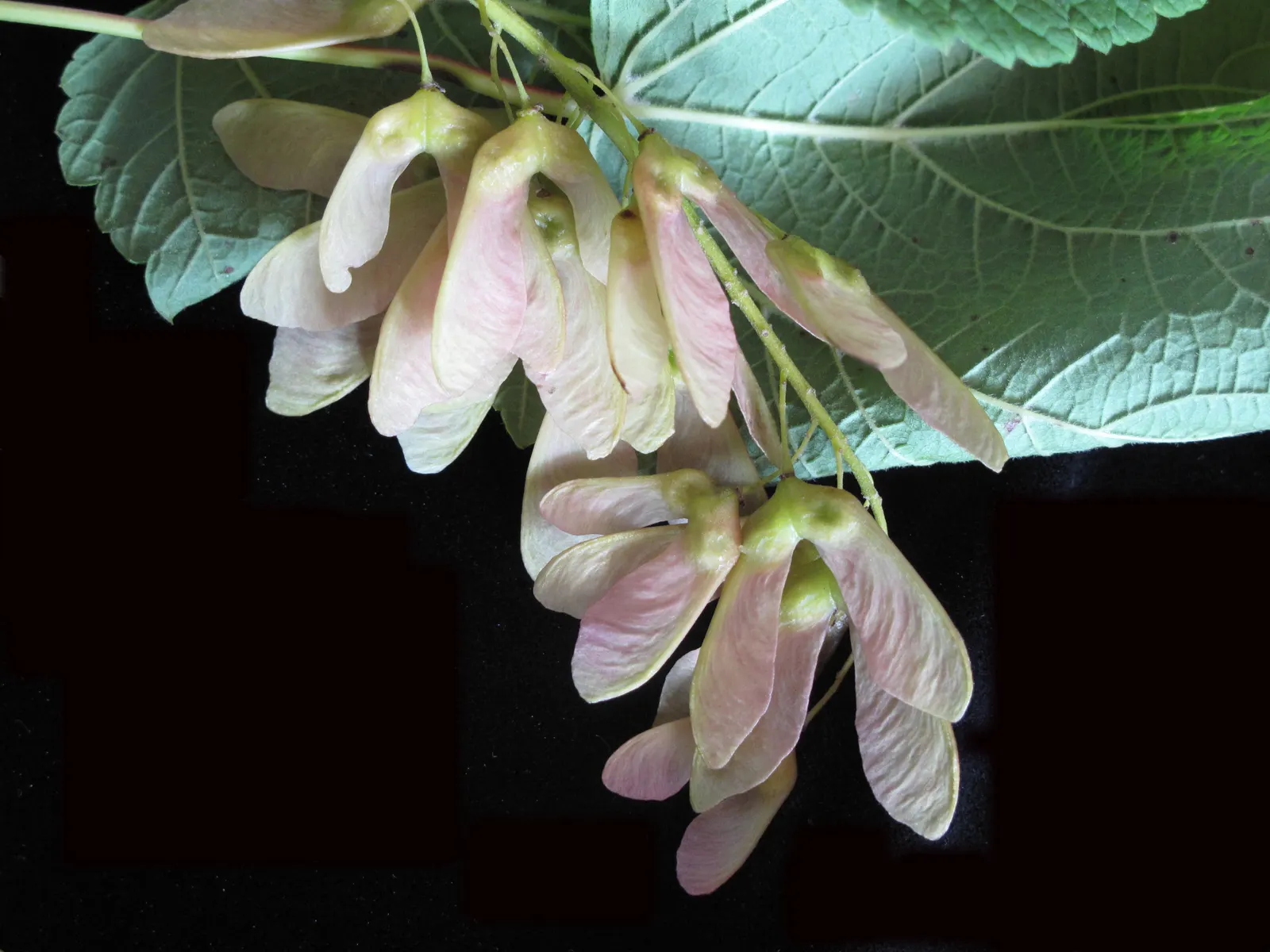 Mountain Maple (Acer Spicatum) — spanning 2 to 5 inches in length