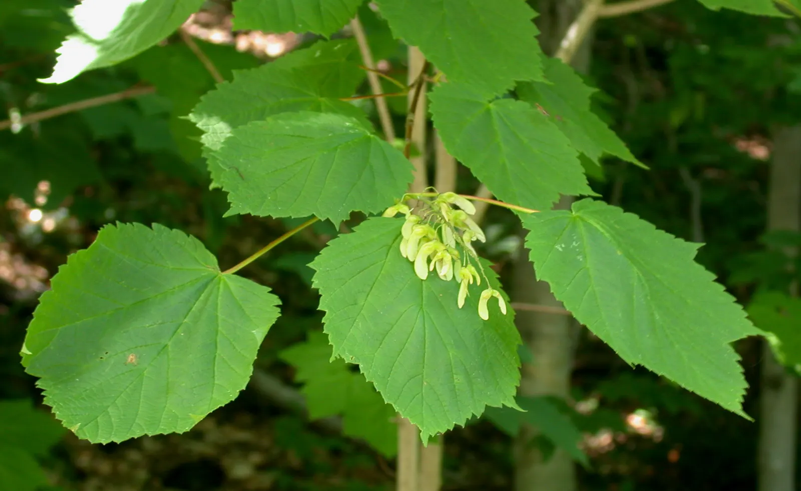 Mountain Maple (Acer Spicatum) — transitioning to a vibrant array of yellows; developing into winged seeds