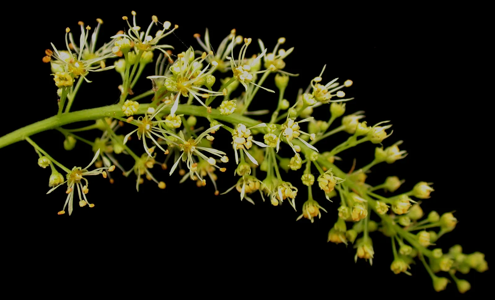 Mountain Maple (Acer Spicatum) — attractive clusters of greenish-yellow flowers dangle from the branches; scientifically known as Acer spicatum