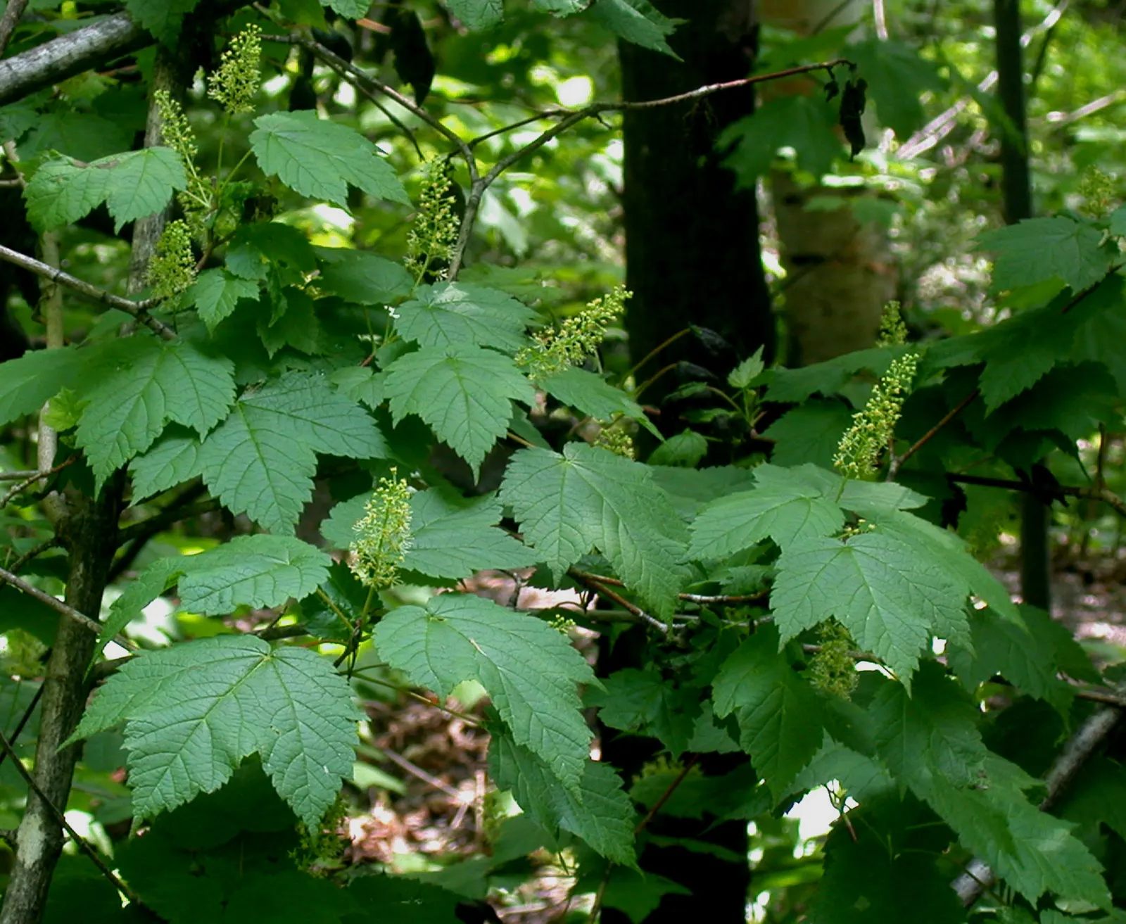 Mountain Maple (Acer Spicatum) — It features textured, dark green leaves and clusters of showy, yellow-green flowers in spring; and thrive in full, image 47