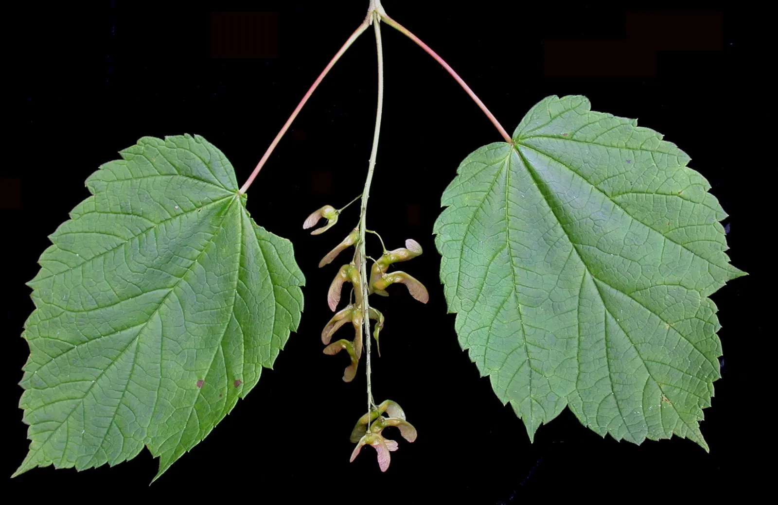 Mountain Maple (Acer Spicatum) — It features textured, dark green leaves and clusters of showy, yellow-green flowers in spring