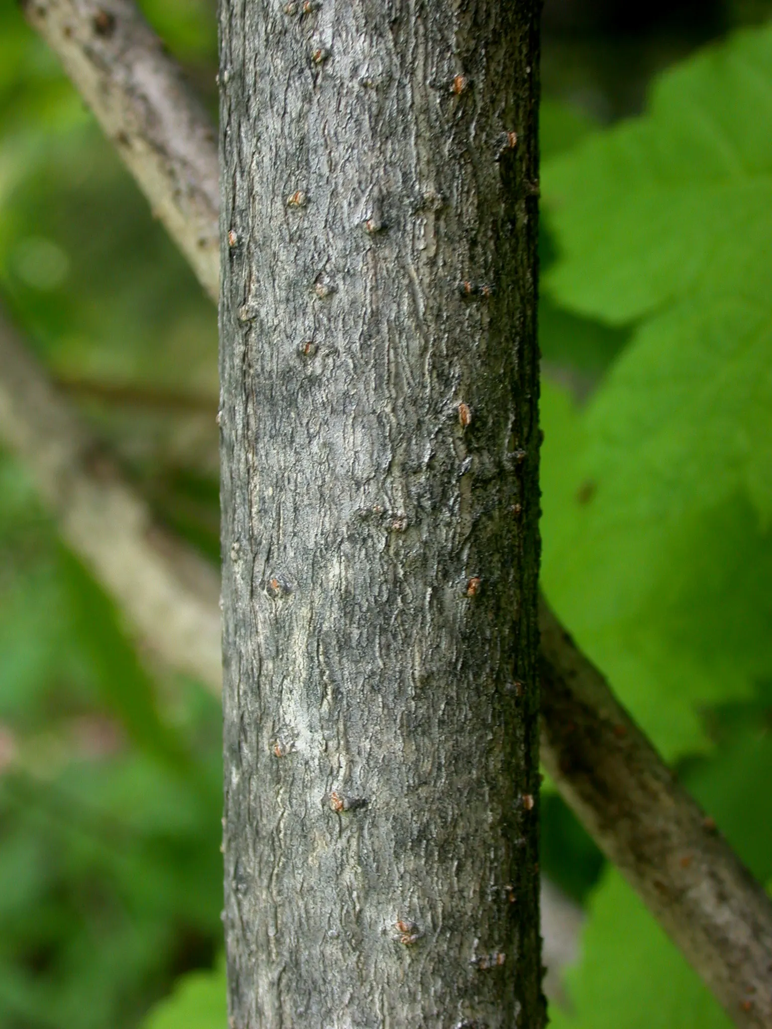 Mountain Maple (Acer Spicatum) — with three to five lobes and sharp