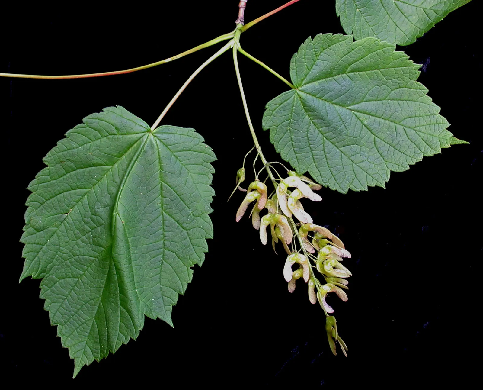 Mountain Maple (Acer Spicatum) — This hardy species typically reaches 10-20 feet in height and spreads 8-15 feet wide; bright green foliage emerges
