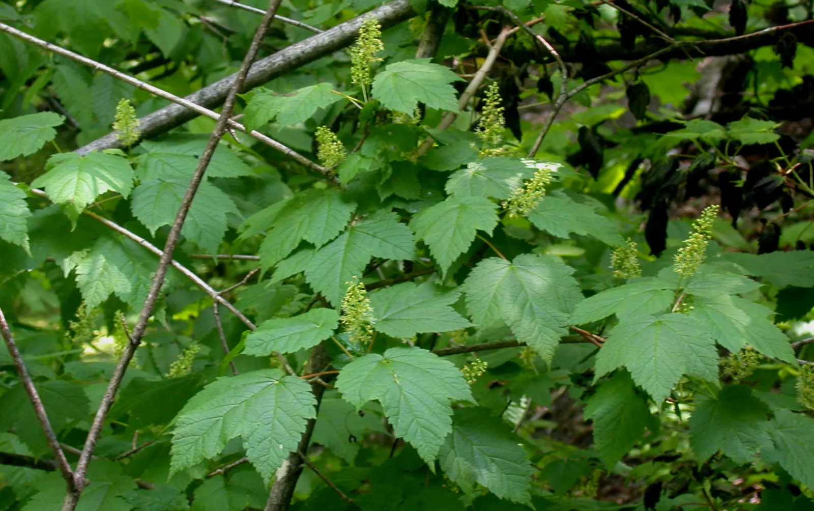 Mountain Maple (Acer Spicatum) — with three to five lobes and sharp; that mature by late summer, image 53