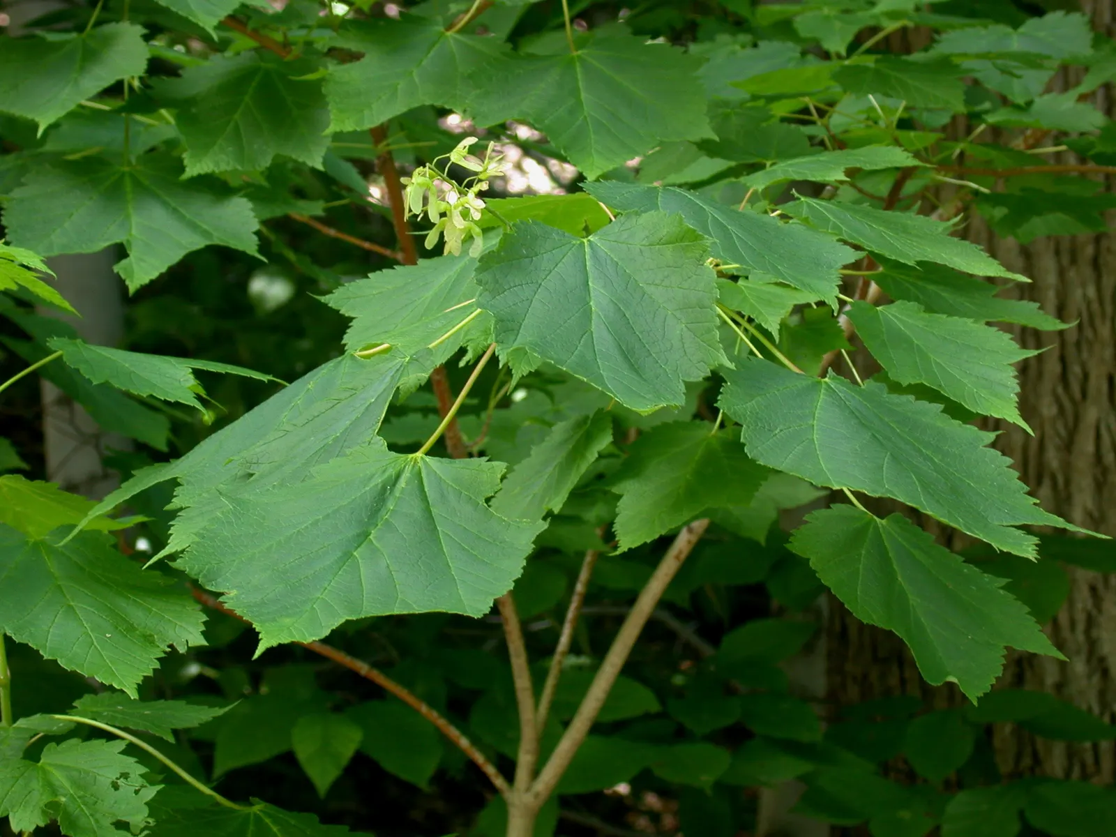 Mountain Maple (Acer Spicatum) — spanning 2 to 5 inches in length; acer spicatum, known as Mountain Maple, is a small deciduous tree native to, image 54