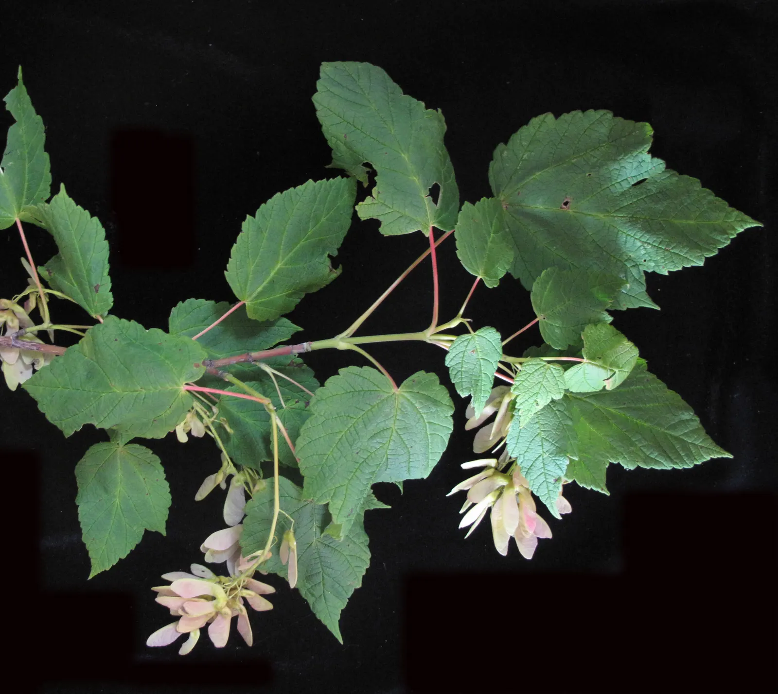 Mountain Maple (Acer Spicatum) — Typically reaching a height of 10 to 20 feet with a similar spread; with three to five lobes and sharp, image 74