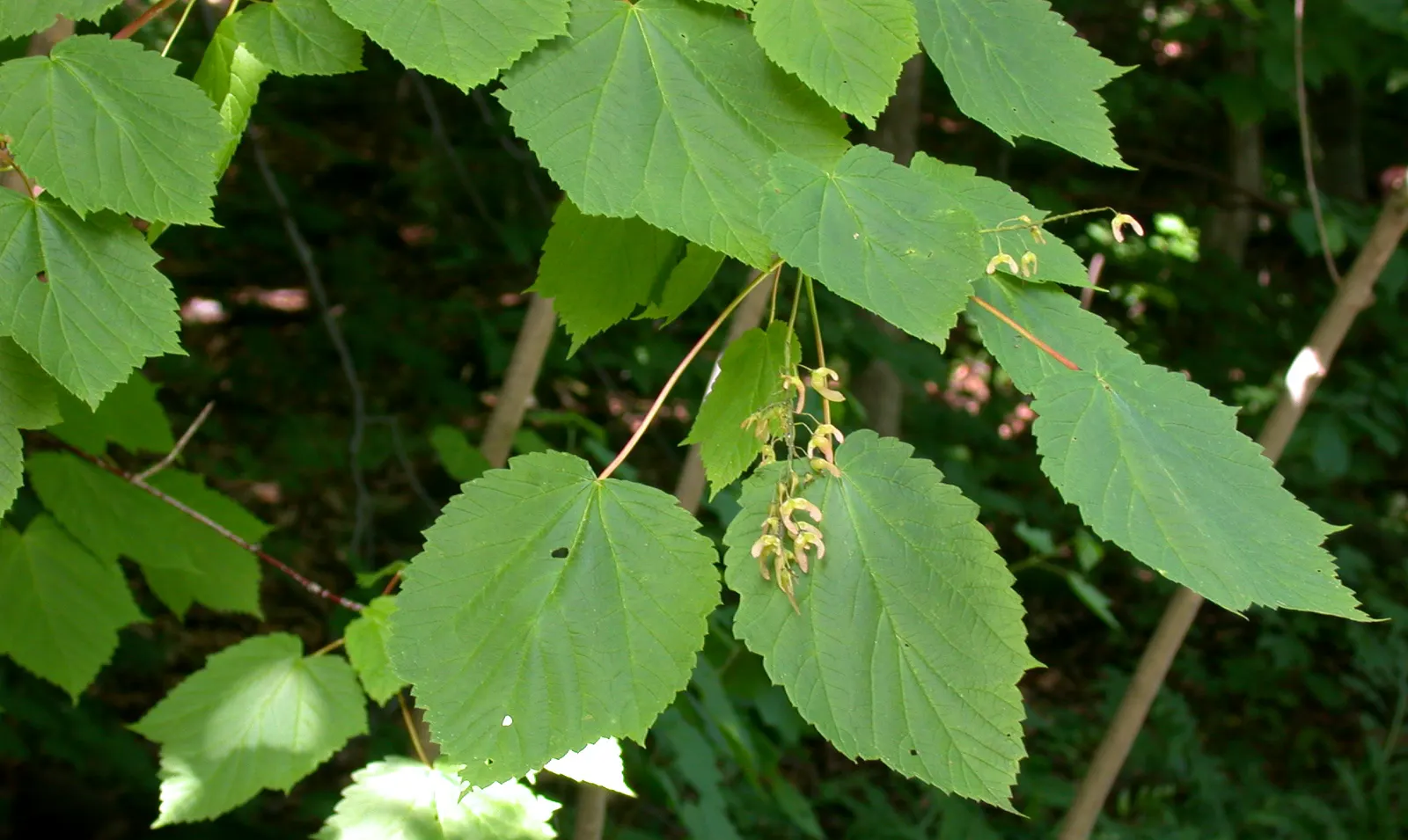 Mountain Maple (Acer Spicatum) — making it ideal for understory planting and woodland edges; slightly acidic to neutral soil, image 50