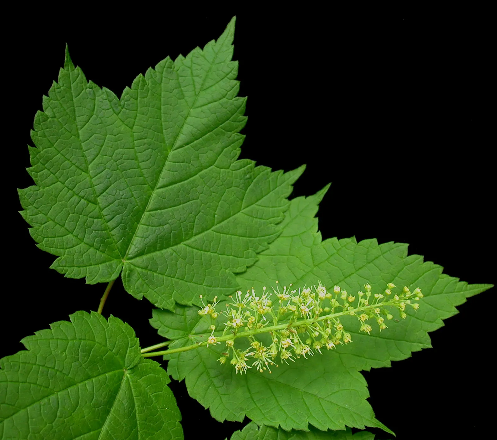 Mountain Maple (Acer Spicatum) — attractive clusters of greenish-yellow flowers dangle from the branches; scientifically known as Acer spicatum, image 80