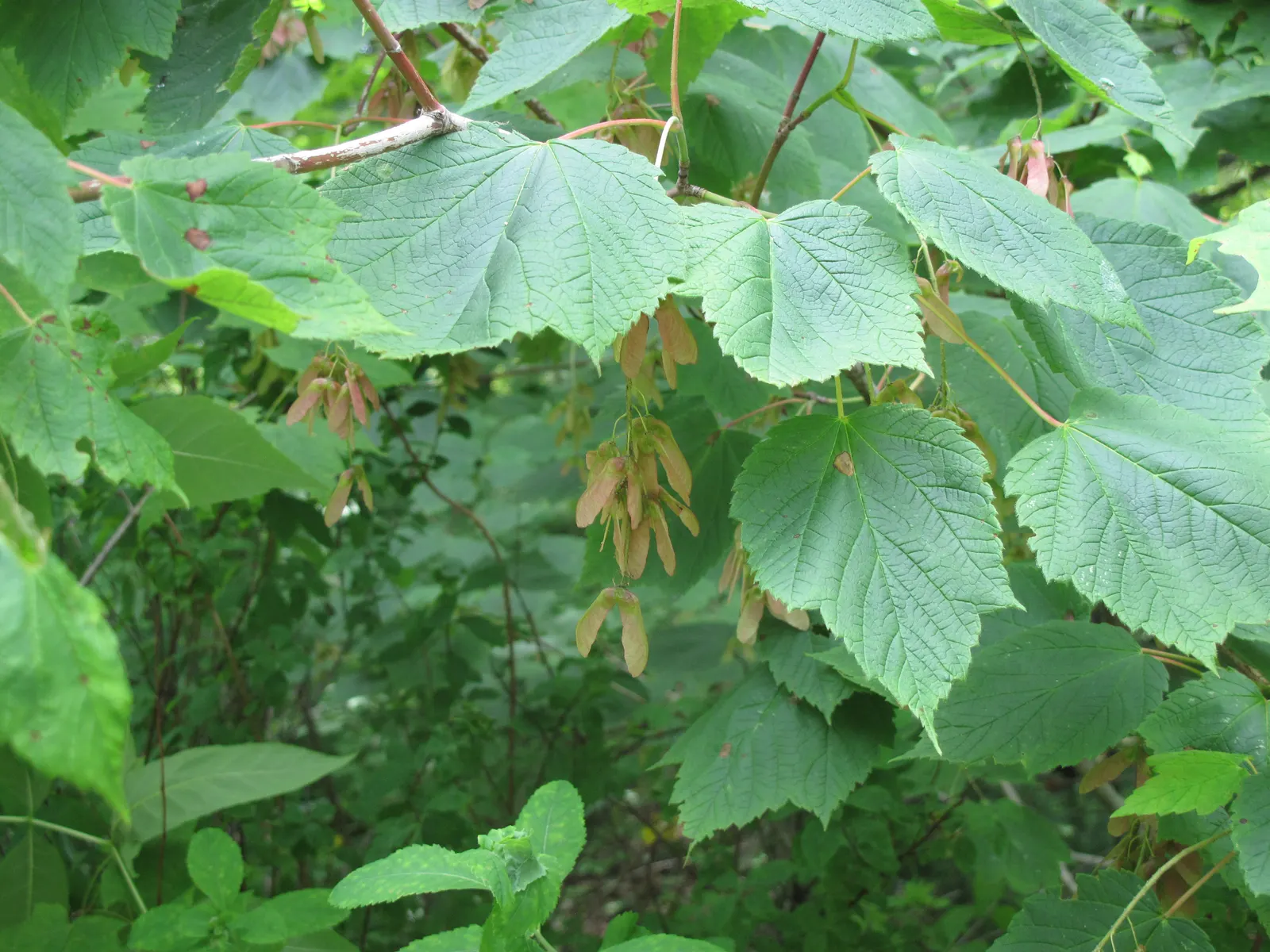 Mountain Maple (Acer Spicatum) — attractive clusters of greenish-yellow flowers dangle from the branches; scientifically known as Acer spicatum, image 58