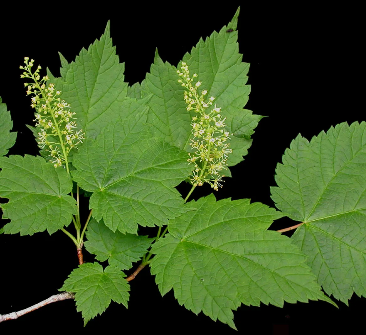 Mountain Maple (Acer Spicatum) — developing into winged seeds; attractive clusters of greenish-yellow flowers dangle from the branches, image 59