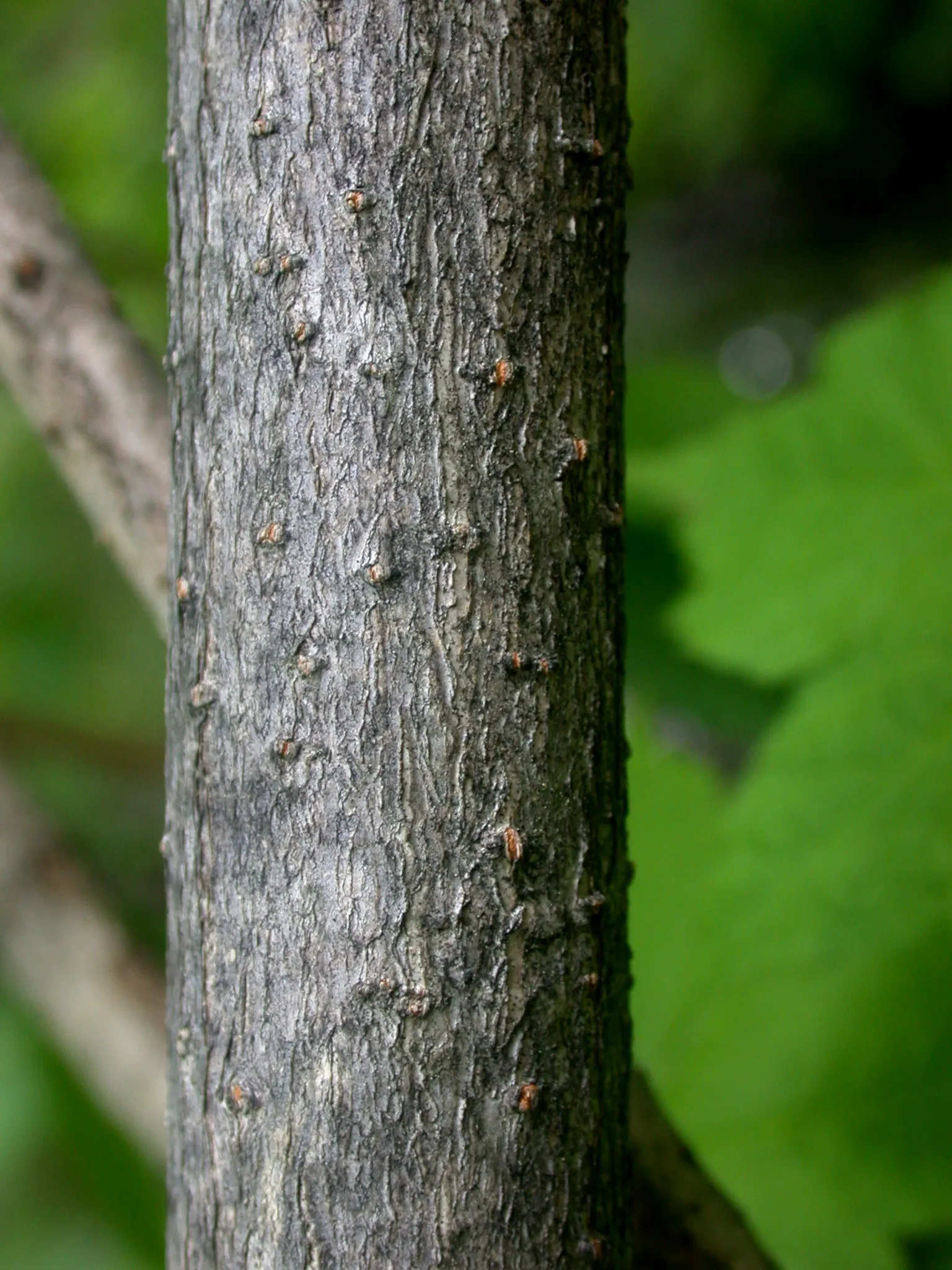 Mountain Maple (Acer Spicatum) — making it ideal for understory planting and woodland edges; slightly acidic to neutral soil