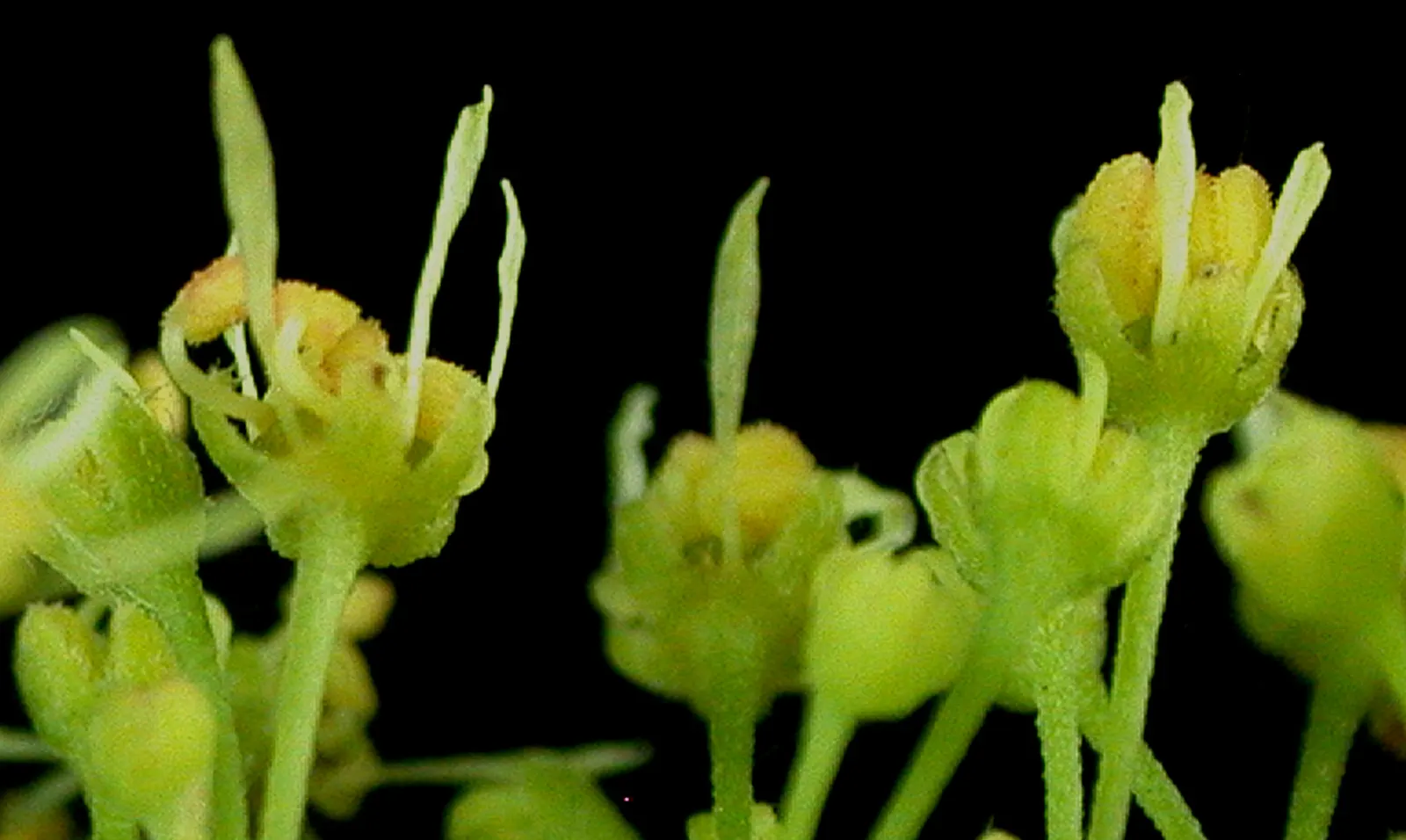 Mountain Maple (Acer Spicatum) — spanning 2 to 5 inches in length; acer spicatum, known as Mountain Maple, is a small deciduous tree native to, image 76