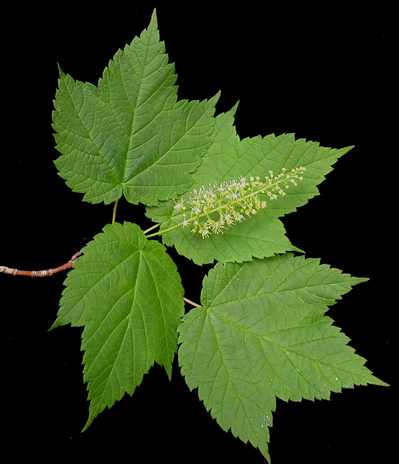 Mountain Maple (Acer Spicatum) — This hardy species typically reaches 10-20 feet in height and spreads 8-15 feet wide