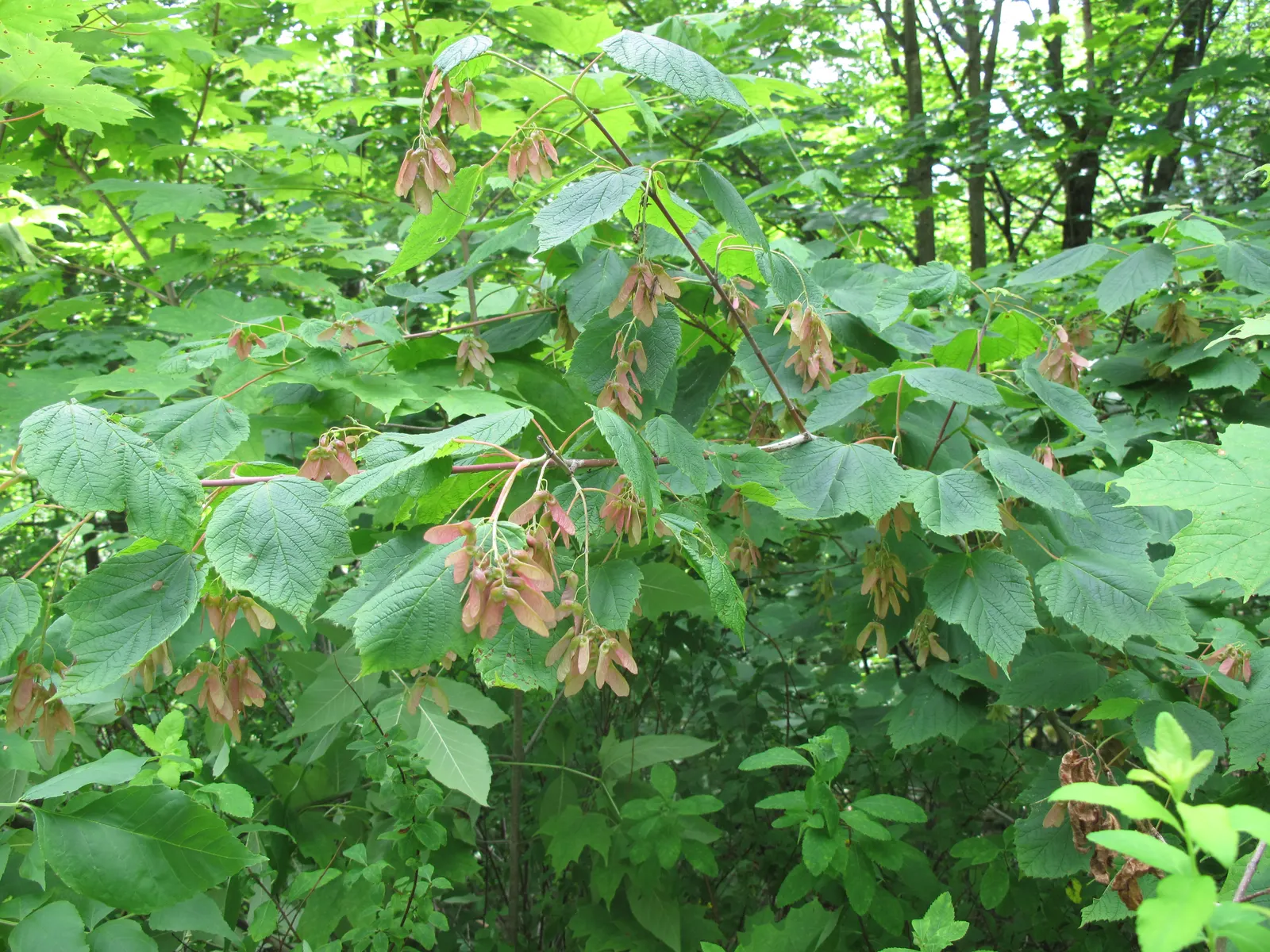 Mountain Maple (Acer Spicatum) — bright green foliage emerges; typically reaching a height of 10 to 20 feet with a similar spread, image 77