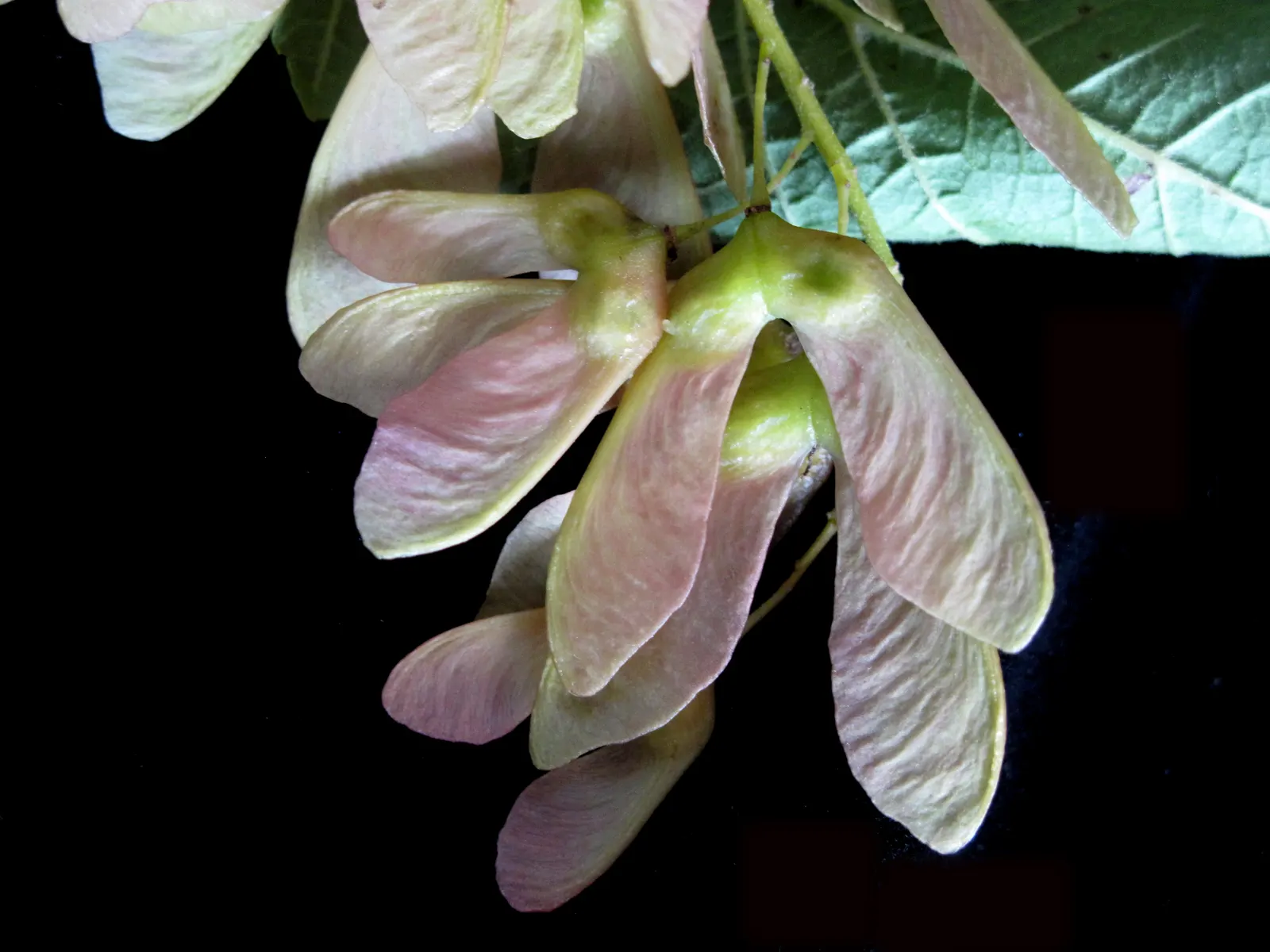 Mountain Maple (Acer Spicatum) — Typically reaching a height of 10 to 20 feet with a similar spread; with three to five lobes and sharp, image 52