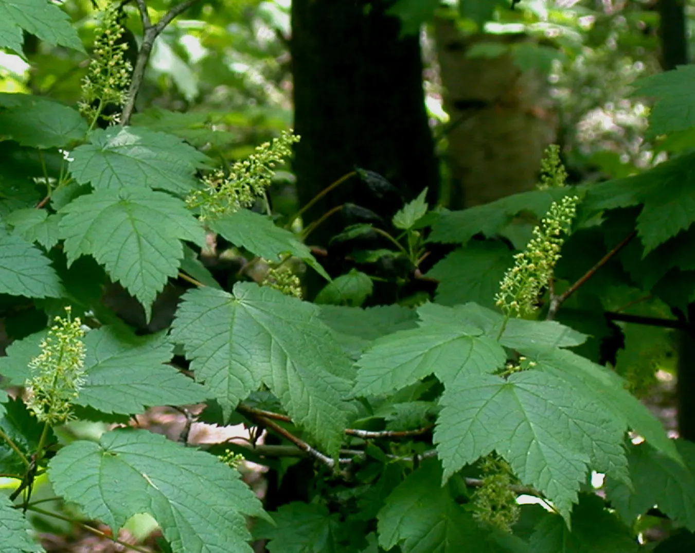 Mountain Maple (Acer Spicatum) — it prefers partial shade and well-drained soils; spanning 2 to 5 inches in length