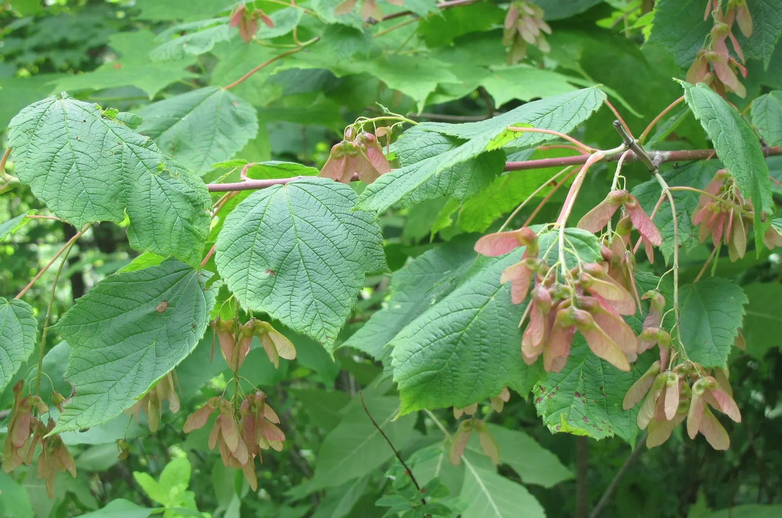 Mountain Maple (Acer Spicatum) — it prefers partial shade and well-drained soils; spanning 2 to 5 inches in length, image 49