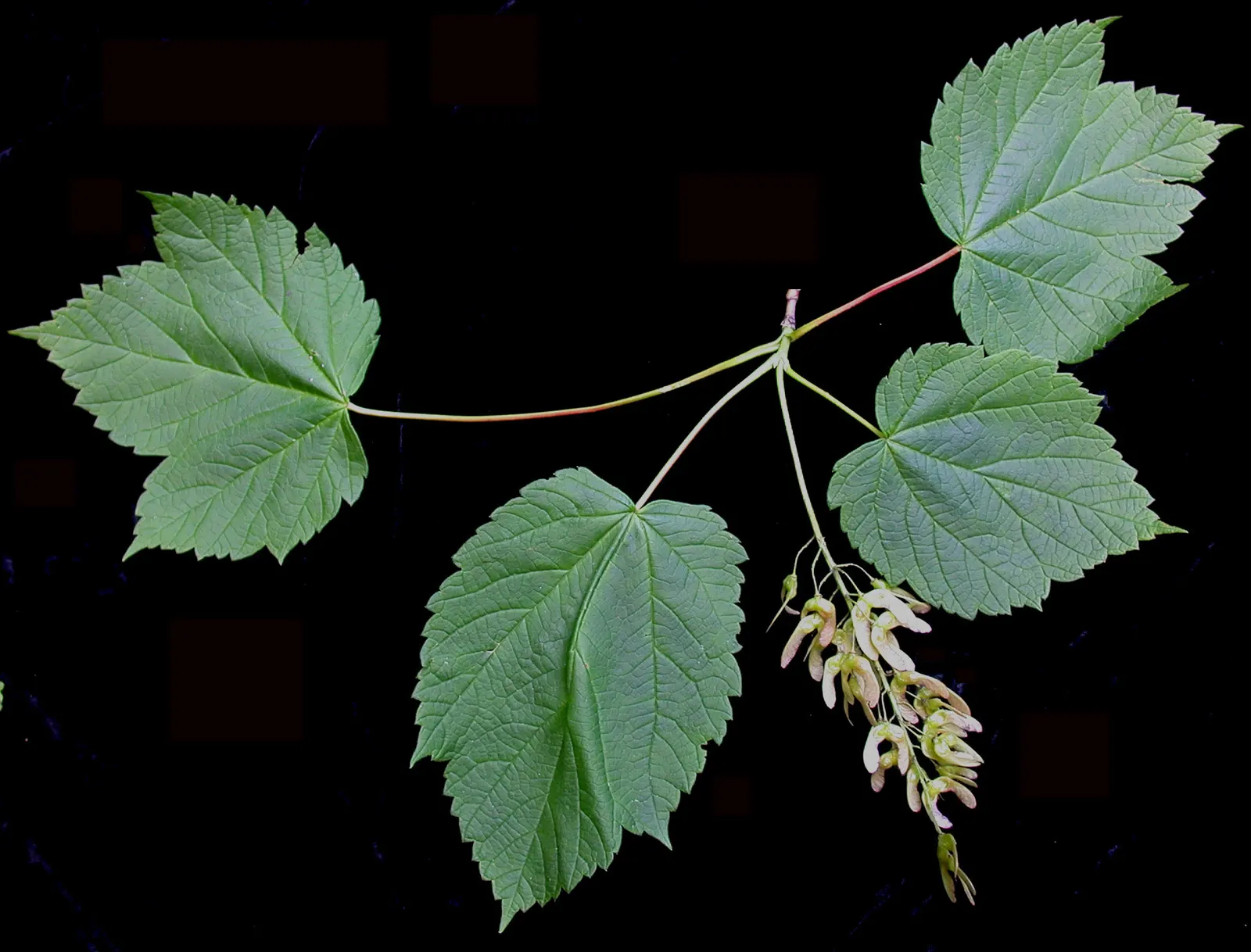 Mountain Maple (Acer Spicatum) — that mature by late summer; but consistent moisture will ensure optimal growth and appearance, image 60