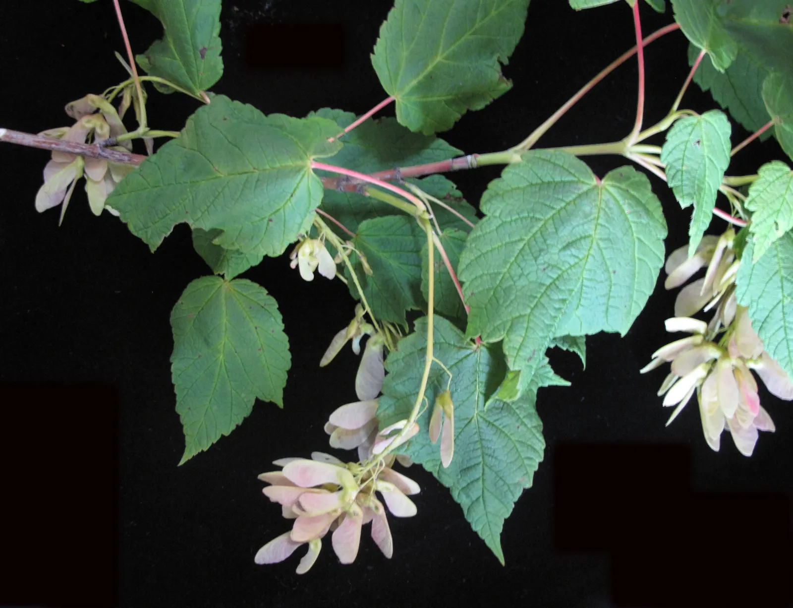 Mountain Maple (Acer Spicatum) — Fall foliage is a striking red-orange; it features textured, dark green leaves and clusters of showy, yellow-green, image 70