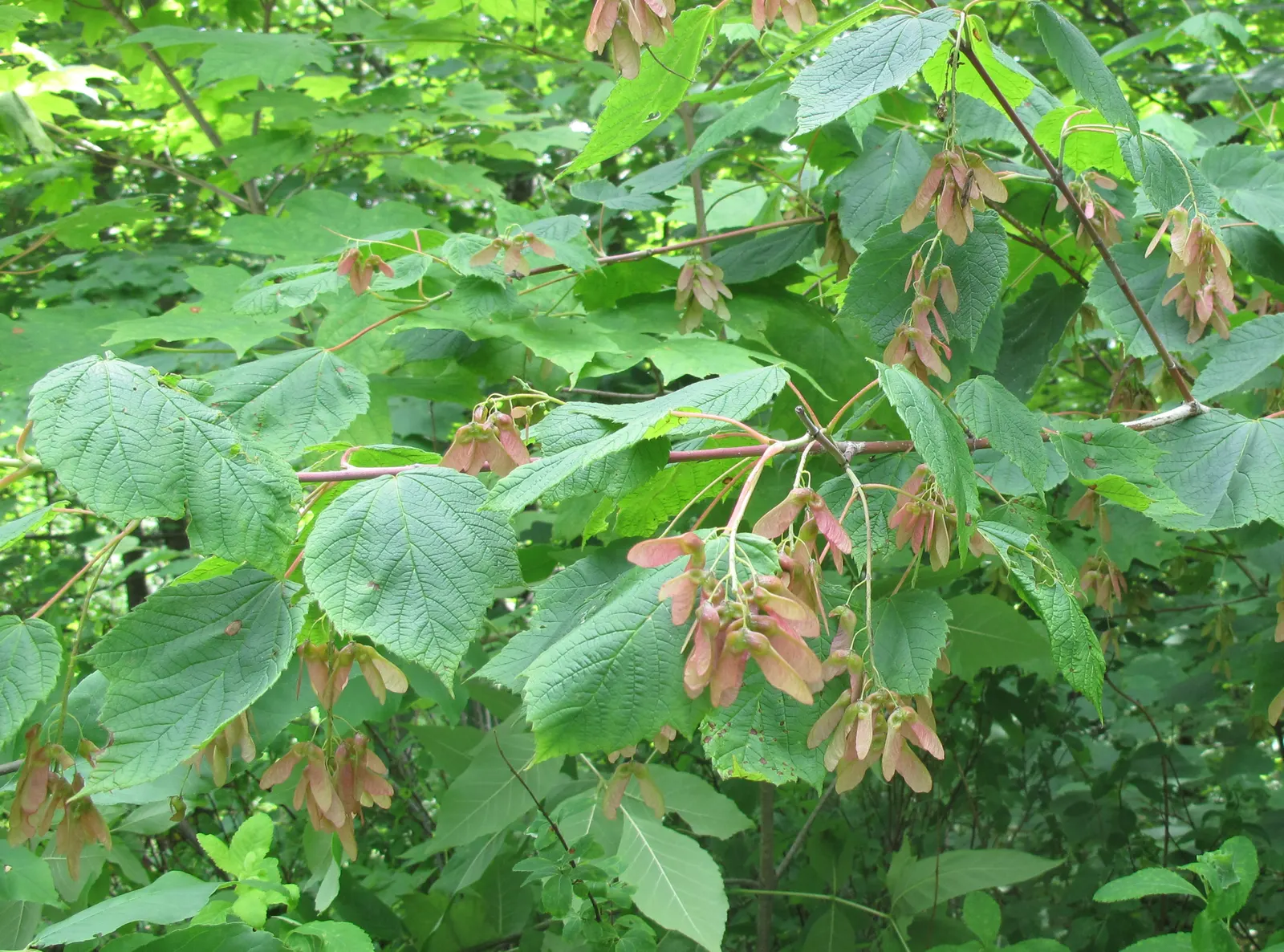 Mountain Maple (Acer Spicatum) — slightly acidic to neutral soil; making it ideal for understory planting and woodland edges