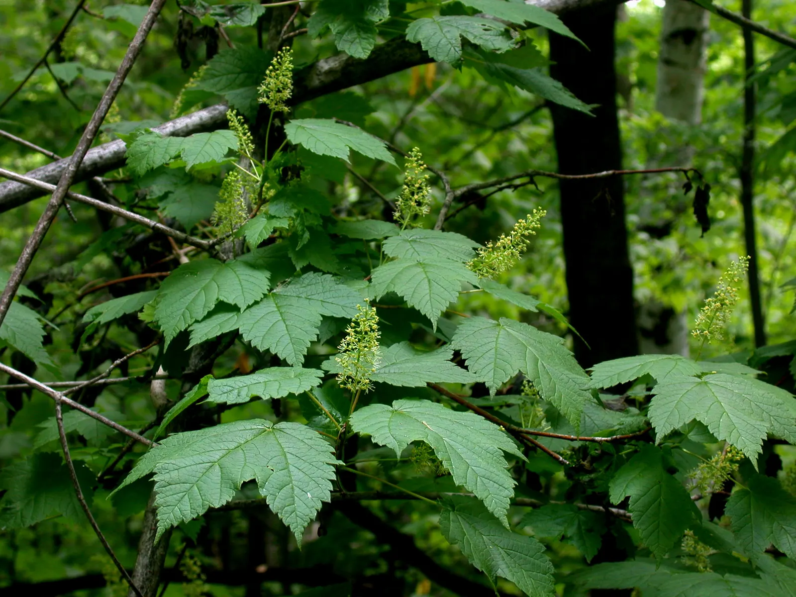 Mountain Maple (Acer Spicatum) — Acer spicatum, known as Mountain Maple, is a small deciduous tree native to North America; fall foliage is a, image 45