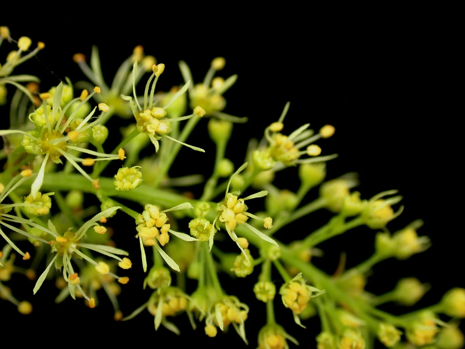 Mountain Maple (Acer Spicatum) — It features textured, dark green leaves and clusters of showy, yellow-green flowers in spring; and thrive in full sun to
