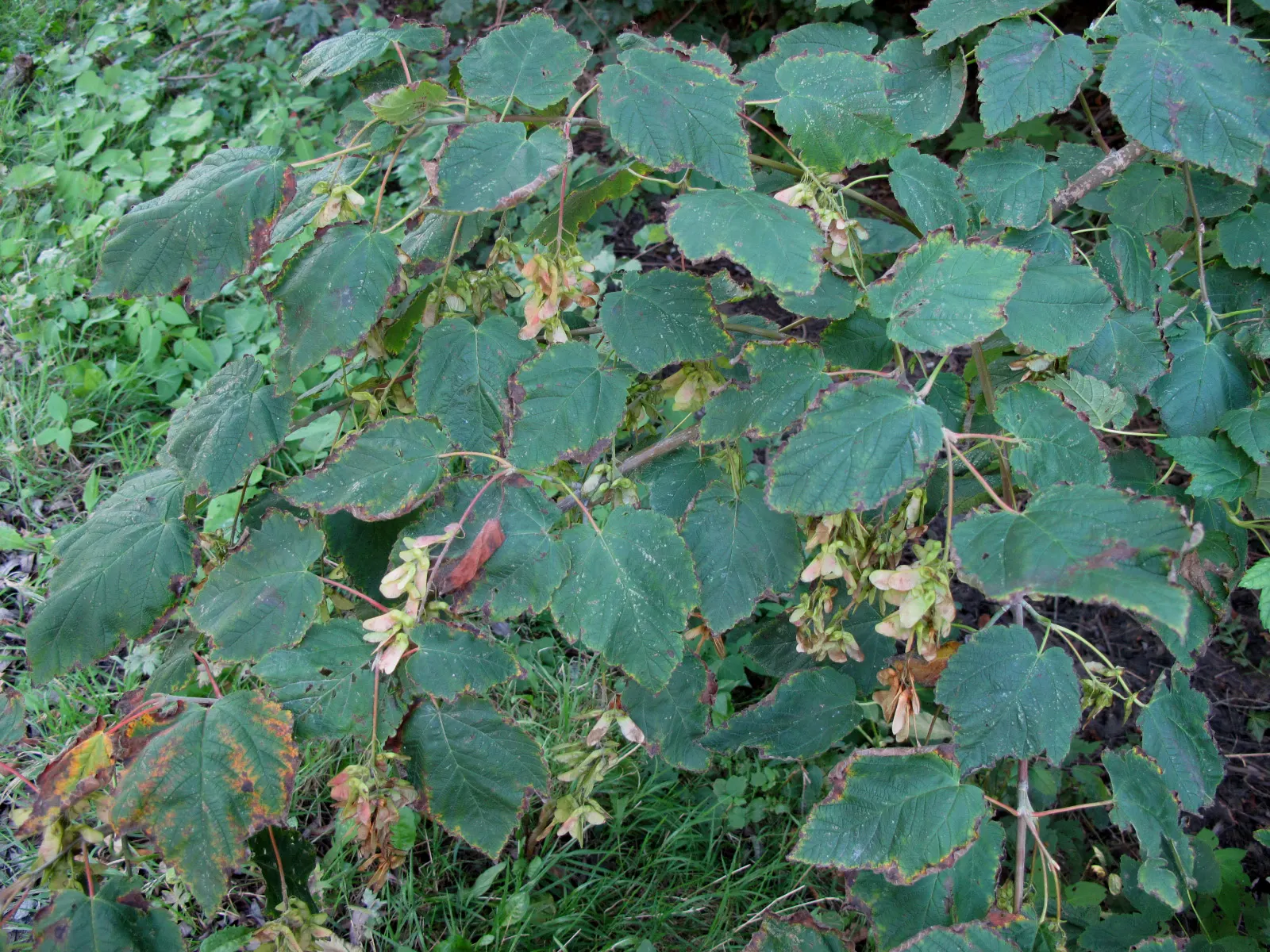 Mountain Maple (Acer Spicatum) — Acer spicatum, known as Mountain Maple, is a small deciduous tree native to North America; fall foliage is a, image 67