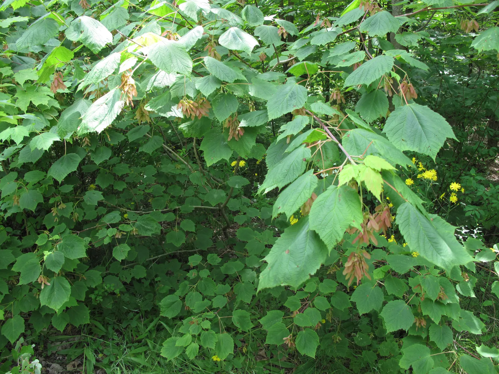 Mountain Maple (Acer Spicatum) — Typically reaching a height of 10 to 20 feet with a similar spread