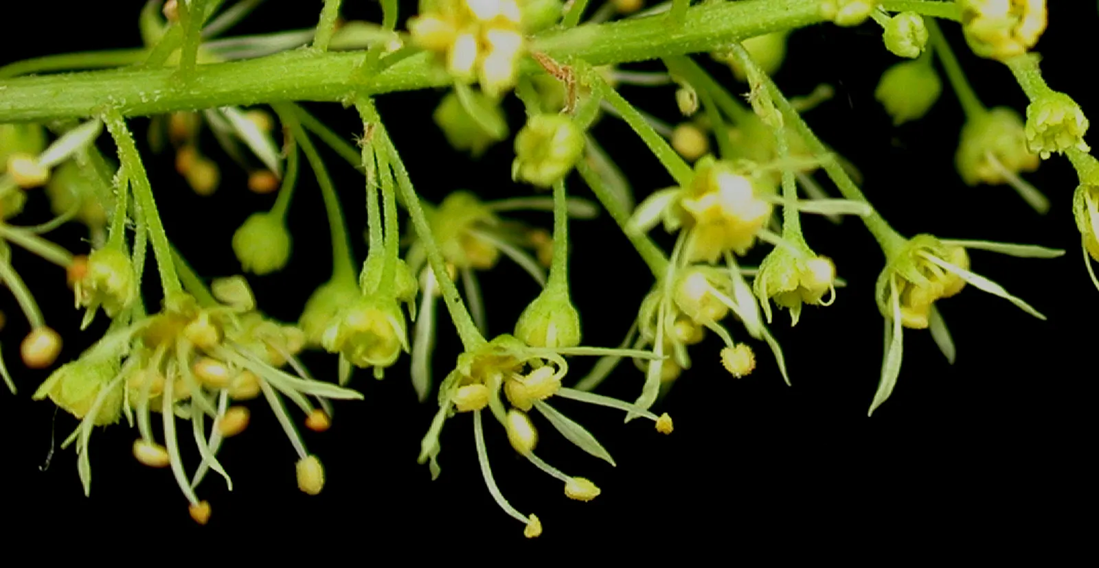 Mountain Maple (Acer Spicatum) — tree for full or half or shade; they are hardy in USDA zones 3 to 7 and are relatively low maintenance, requiring, image 66