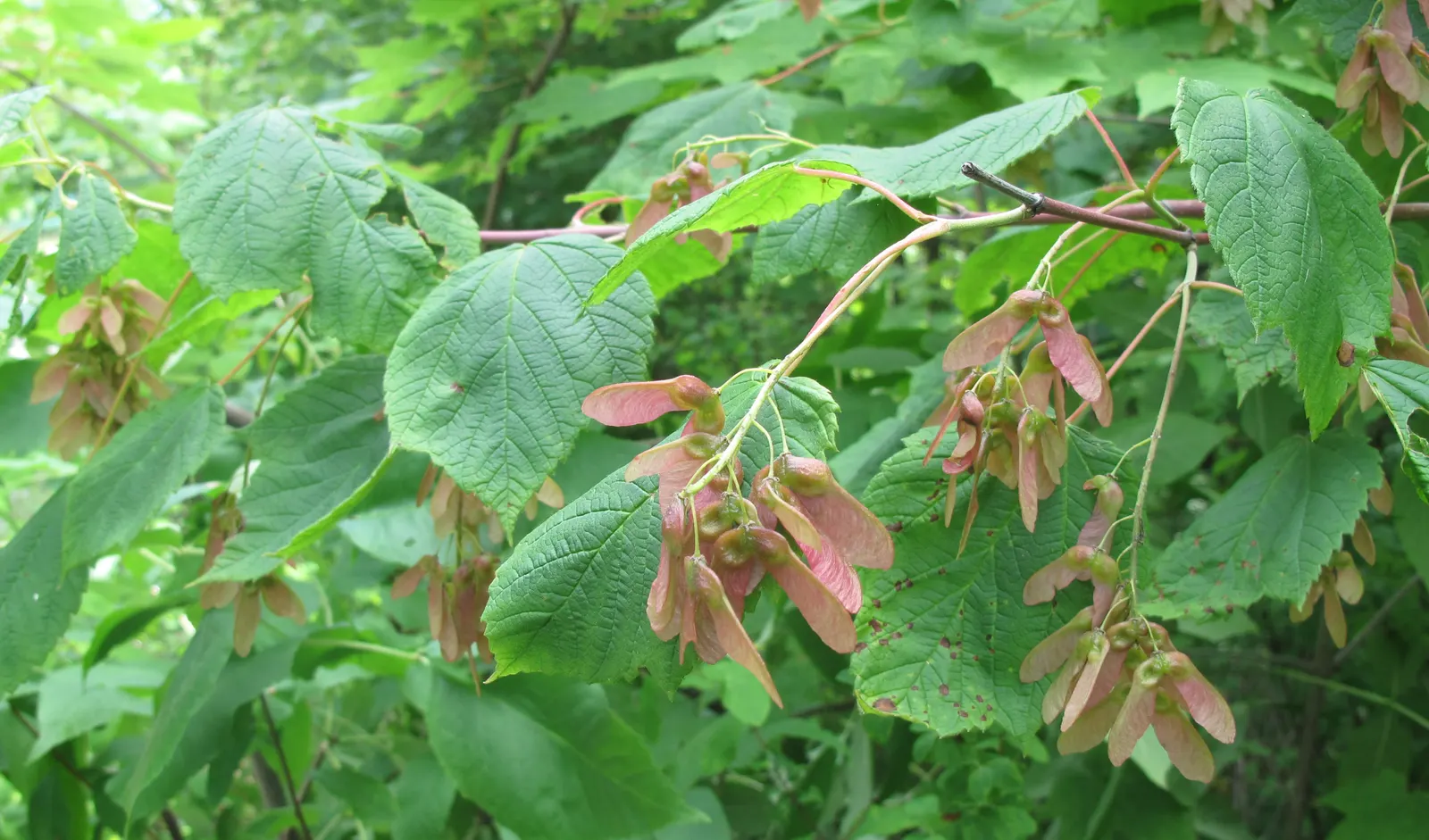 Mountain Maple (Acer Spicatum) — Fall foliage is a striking red-orange; it features textured, dark green leaves and clusters of showy, yellow-green, image 48