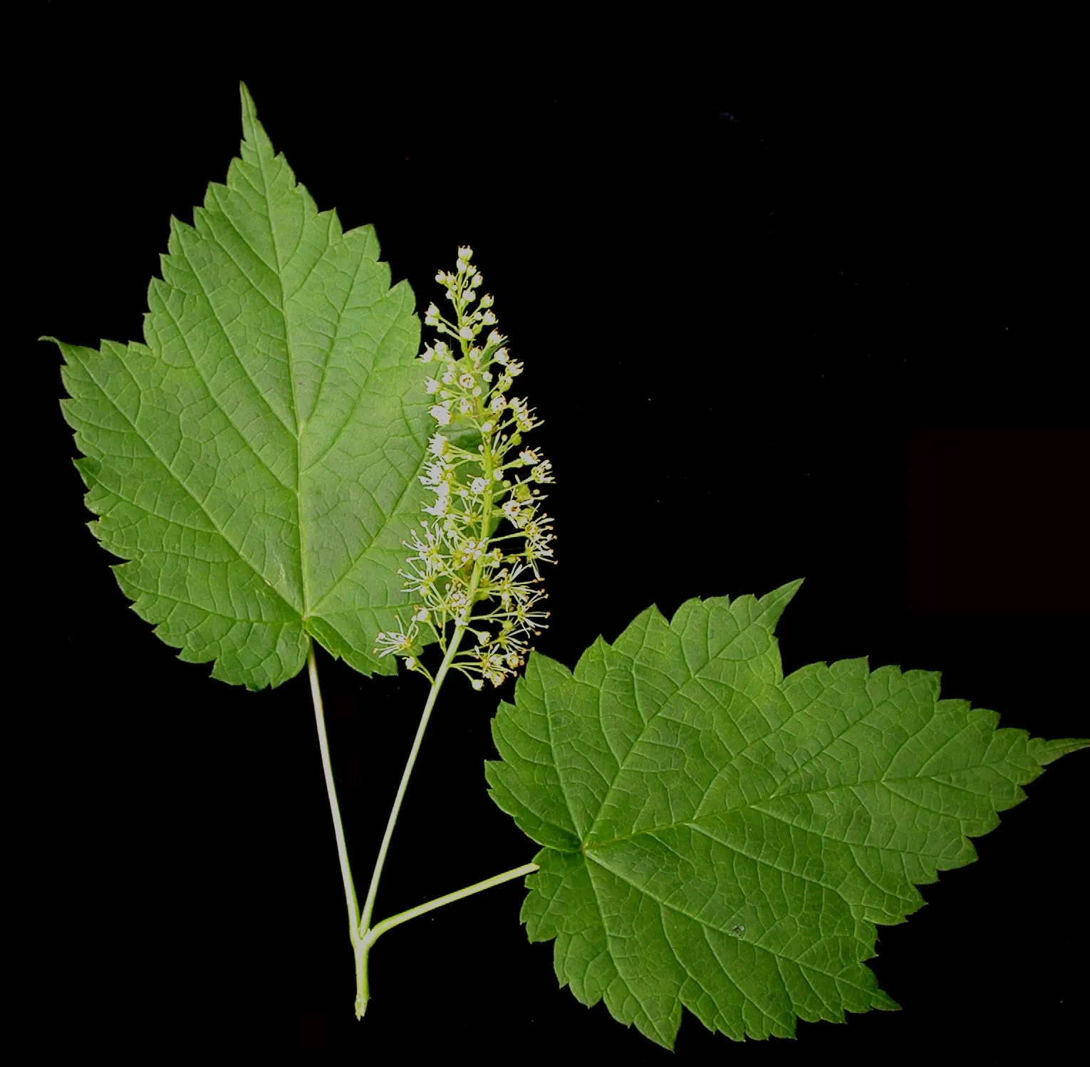 Mountain Maple (Acer Spicatum) — with three to five lobes and sharp; that mature by late summer